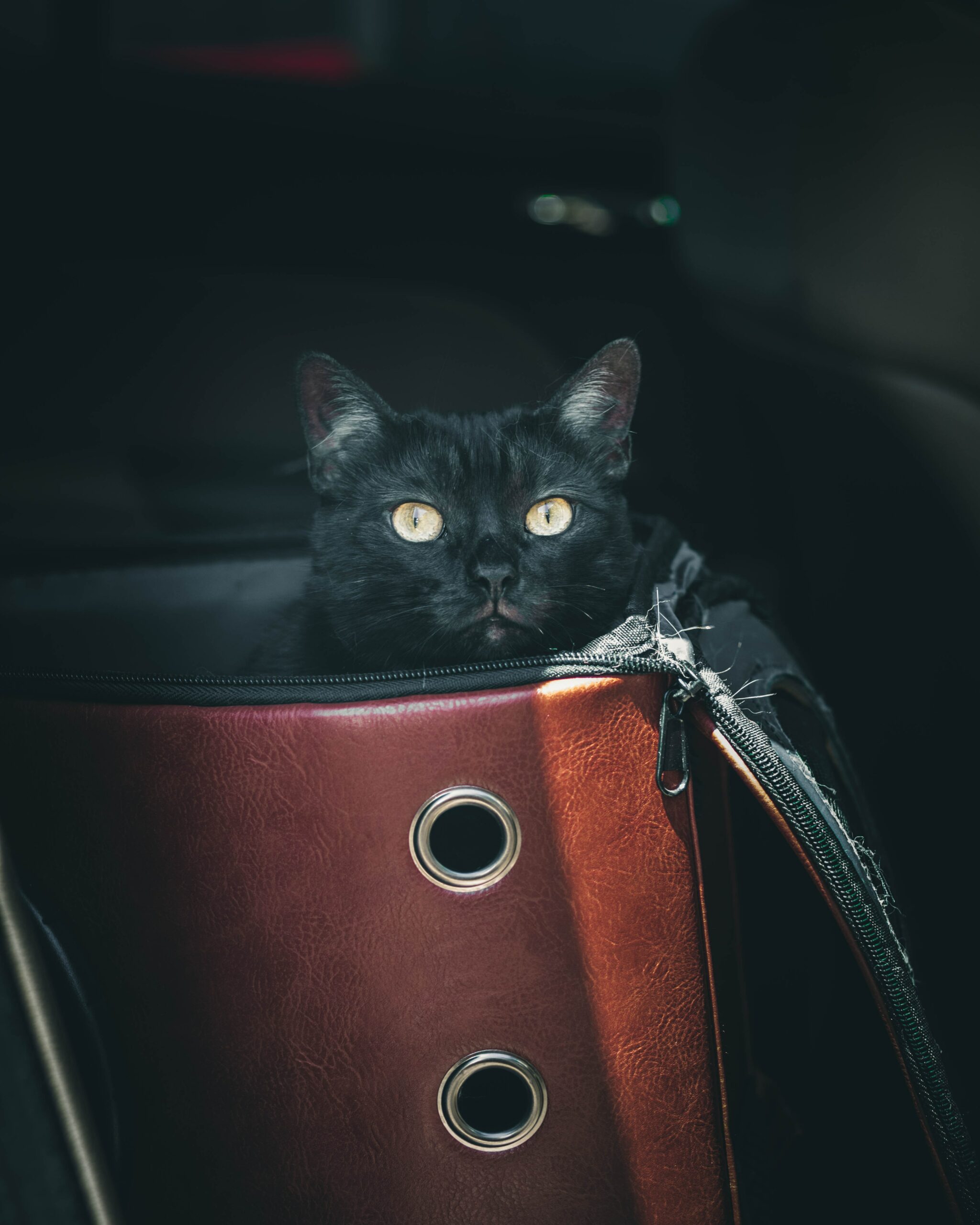 Know These Things Before Traveling With Your Cat
