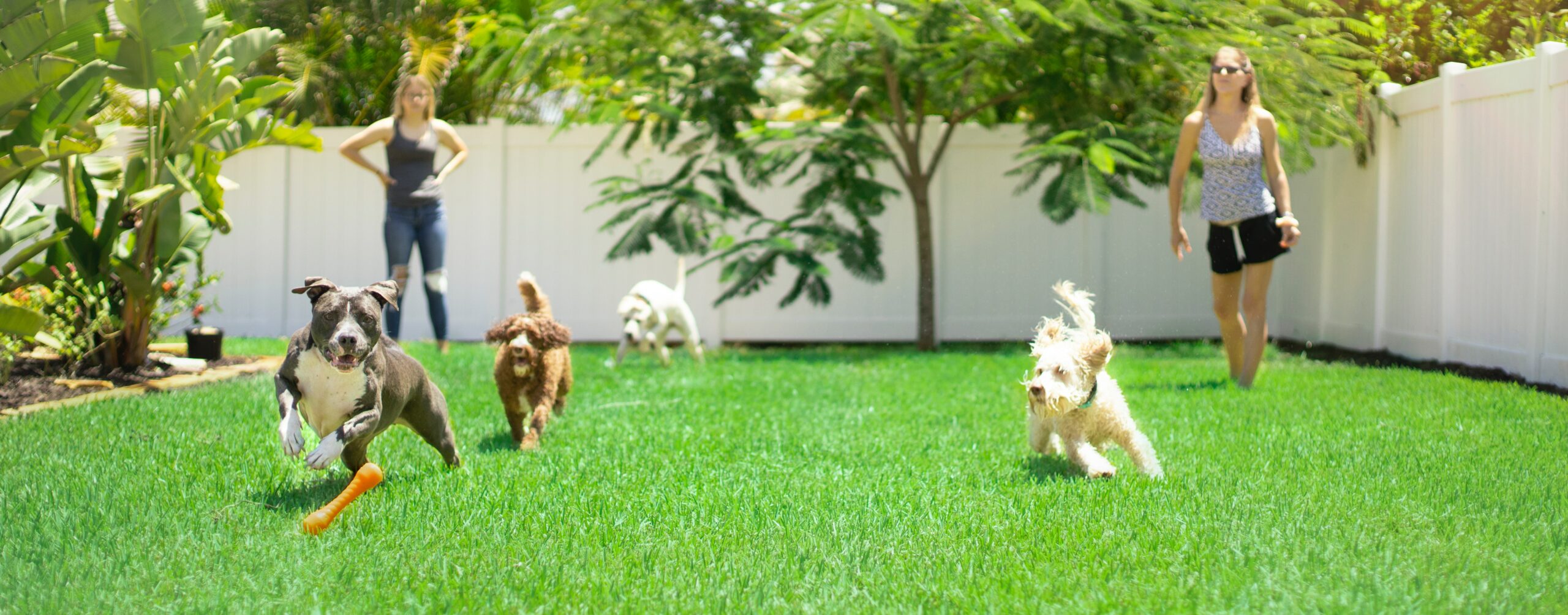 How To Turn Your Backyard Into a Pet Paradise for Your Pup
