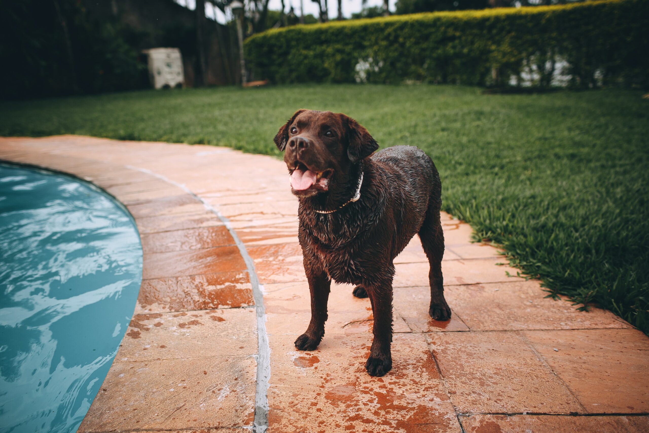 How to Stop Dog from Drinking Pool Water 