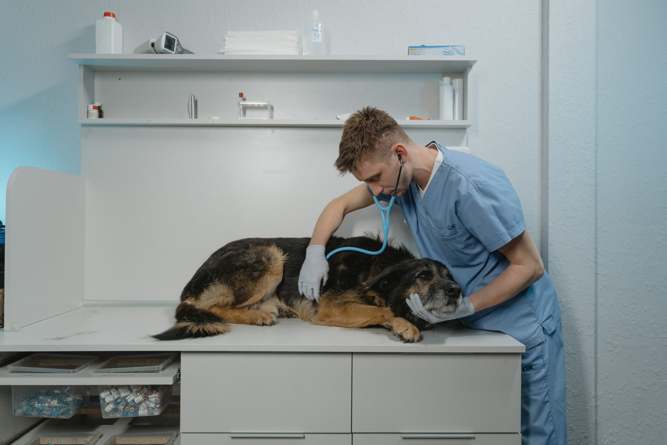 Degenerative Myelopathy: What Pet Owners Need to Know