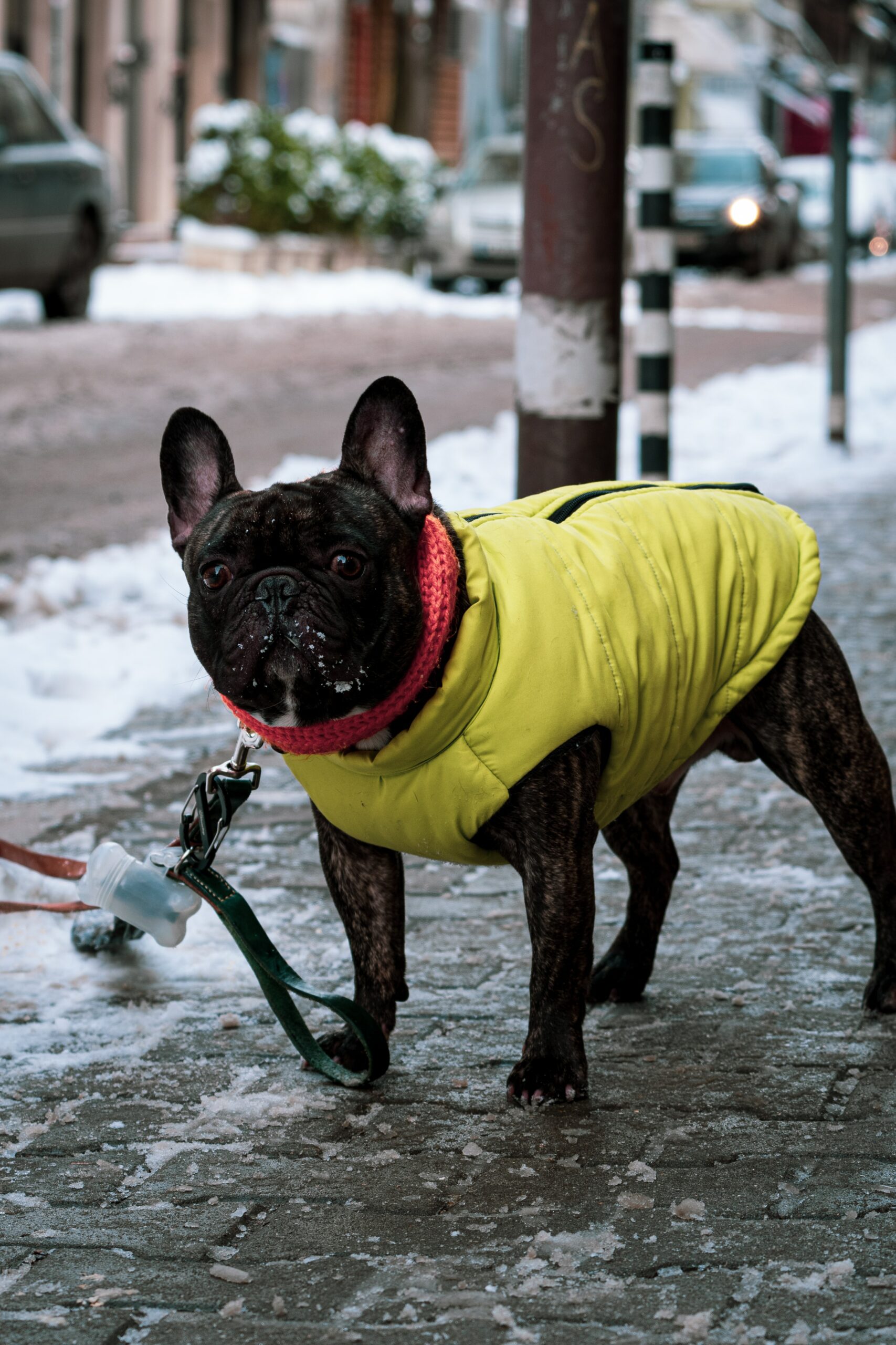 Tips to Help You Spoil Your Dog This Winter
