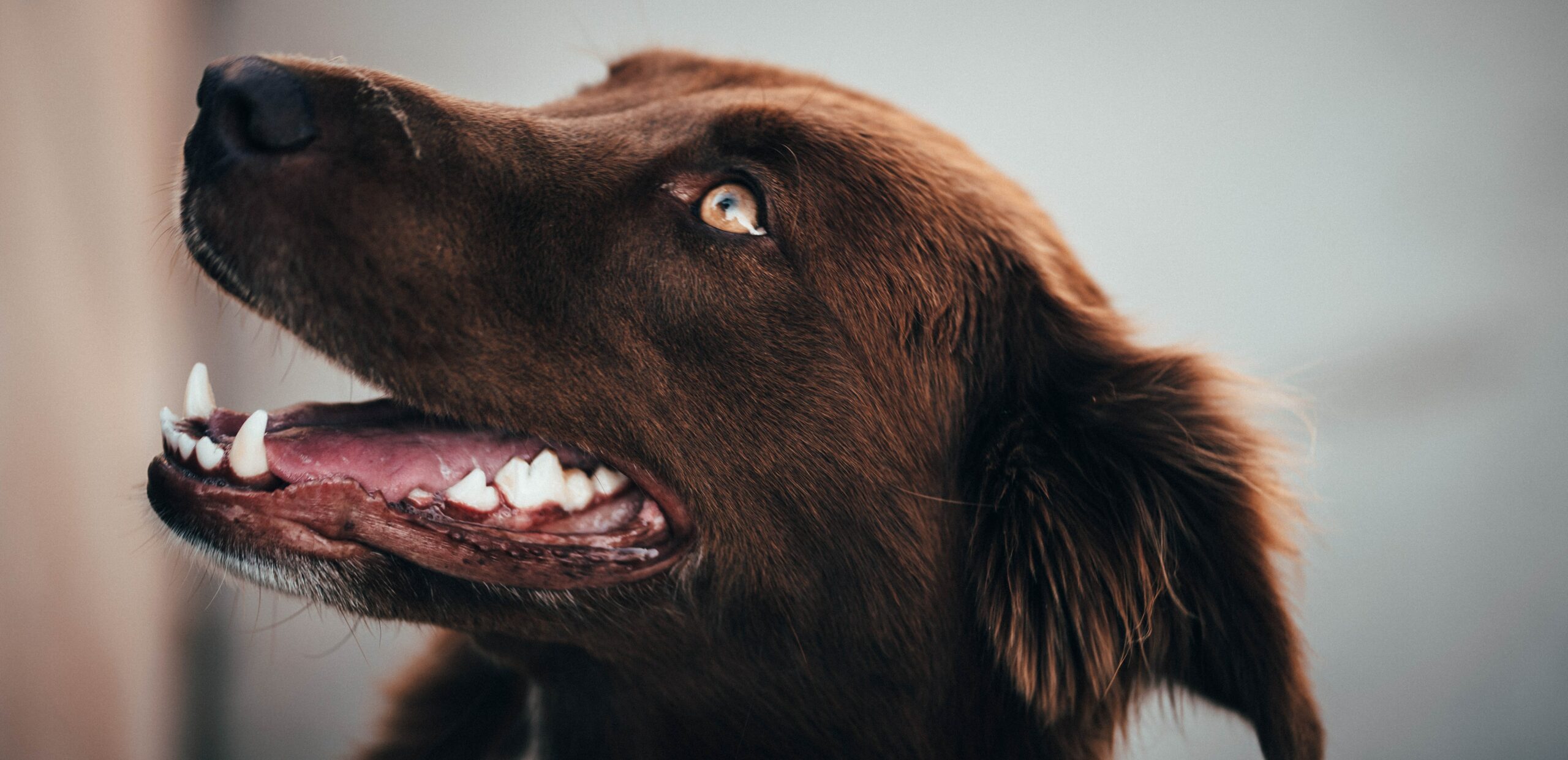 Why It’s Important to Brush Your Dog’s Teeth