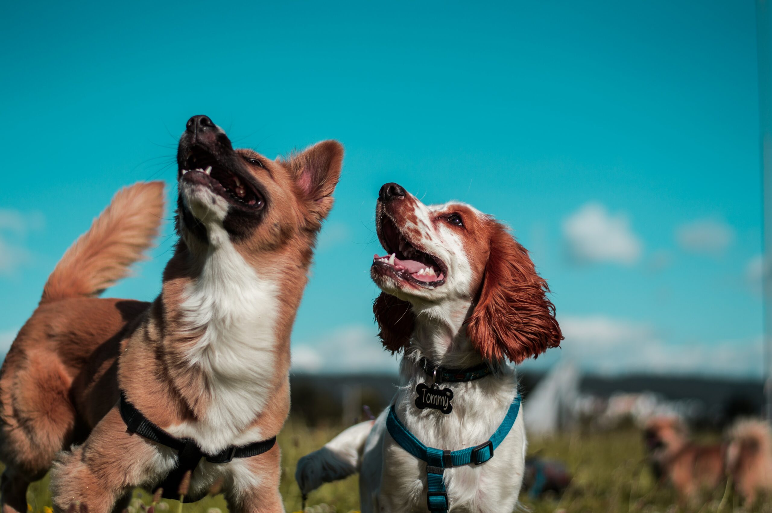 7 Trends You May Have Missed About Learn About Dog Training