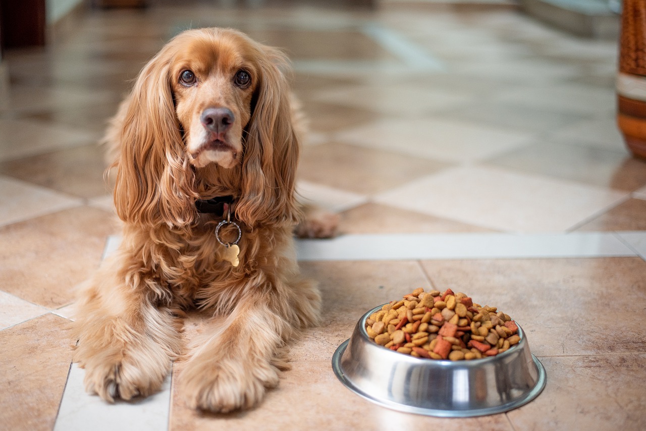 Healthy Food Recipes for Dogs
