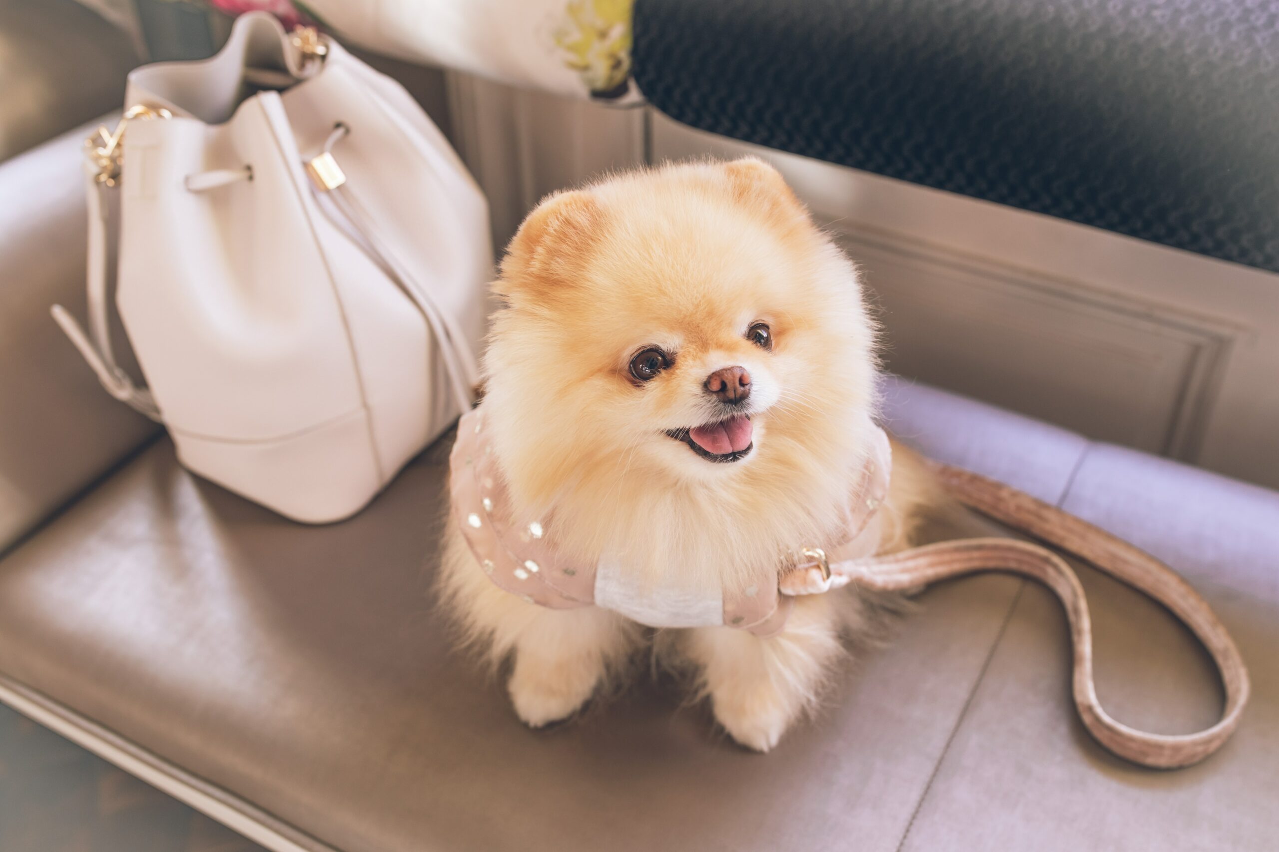 7 Reasons Why Pomeranians Are Wonderful Dogs