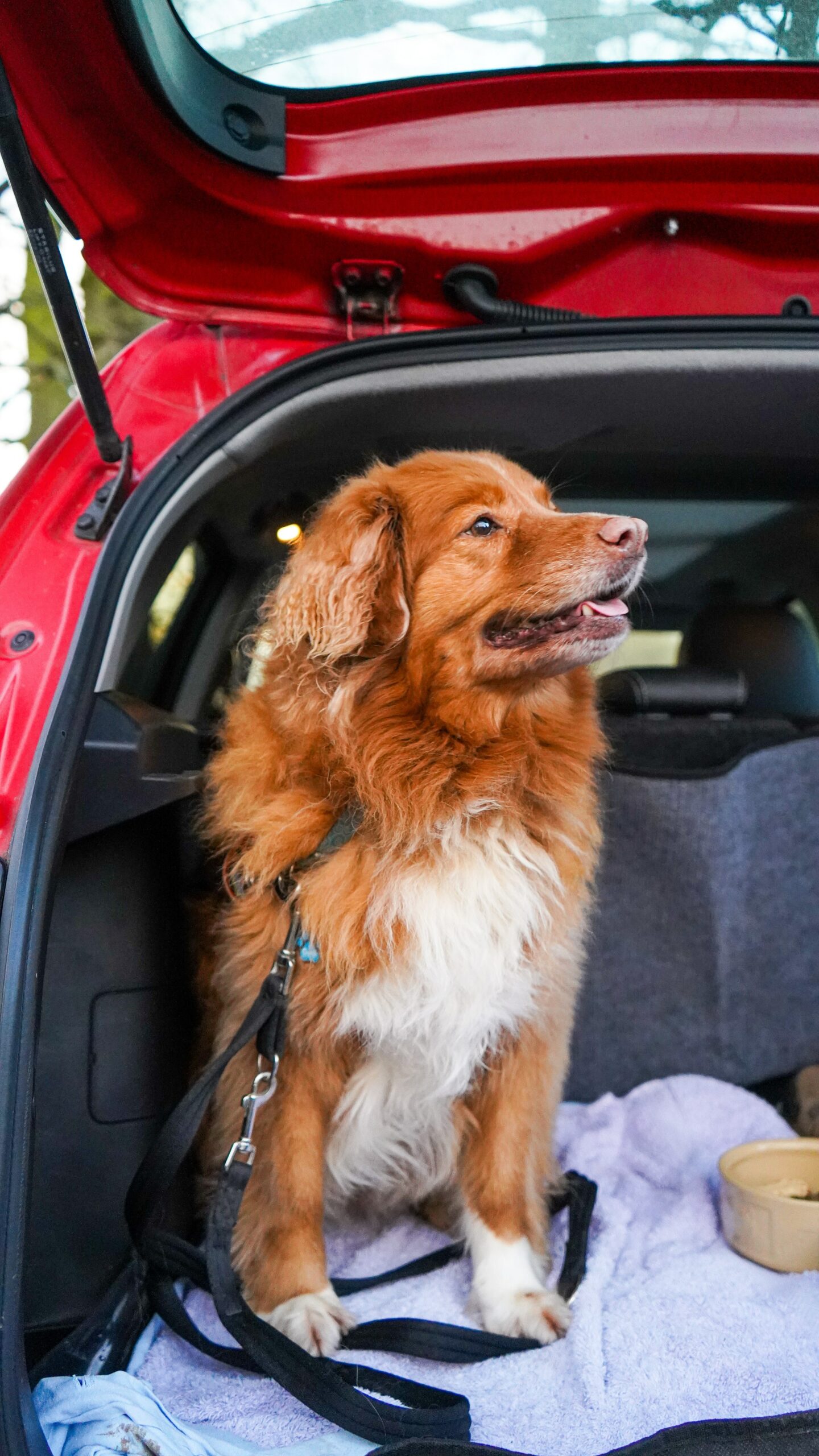 How to Safely Travel With Your Pet Dog