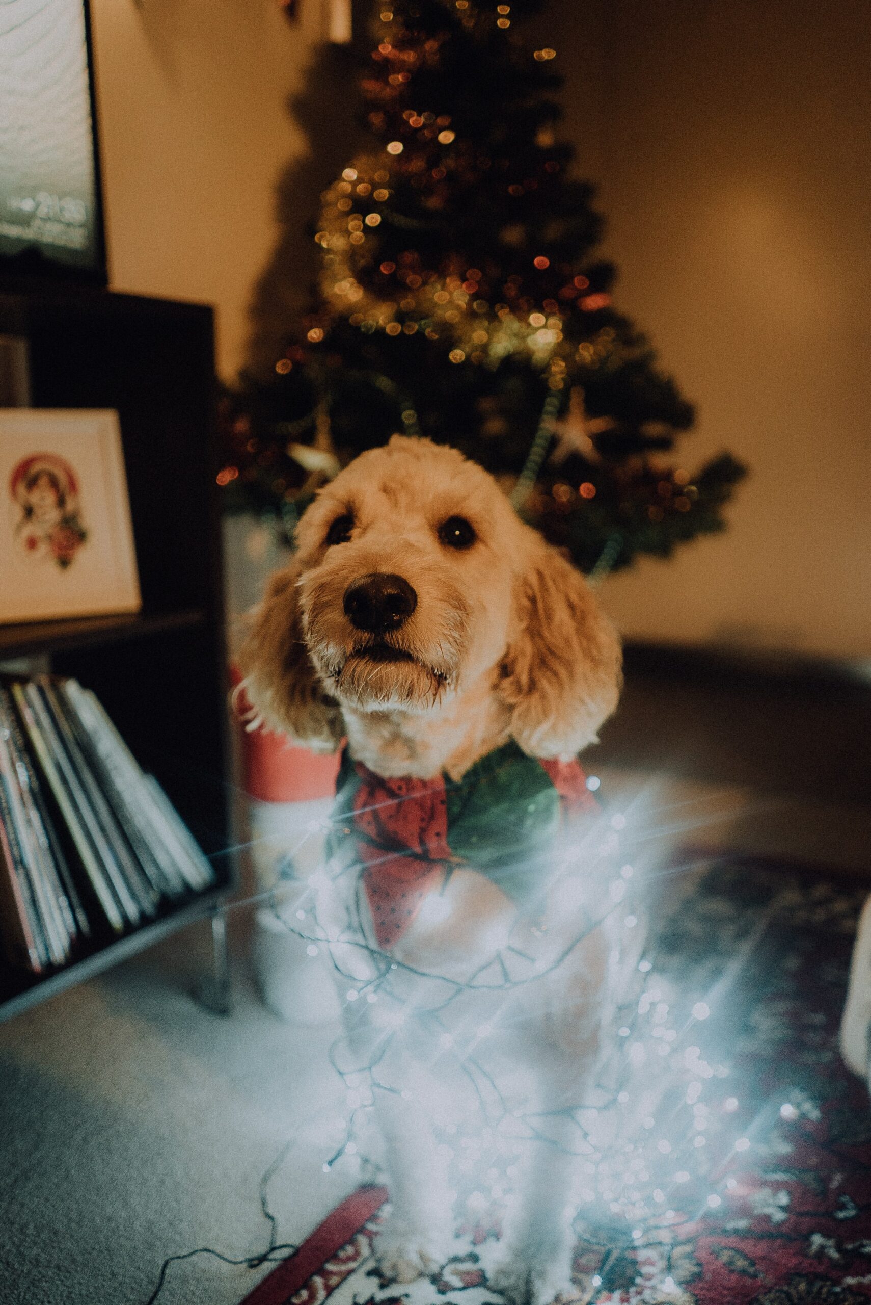 Dogs and Holiday Guests: How to Prepare Your Pup