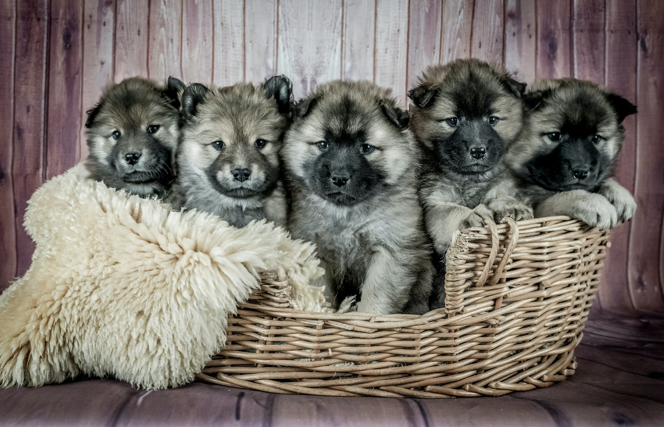 A Guide to Tibetan Mastiff Puppies For Sale