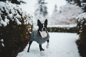 Dog in the snow wearing sweater. 