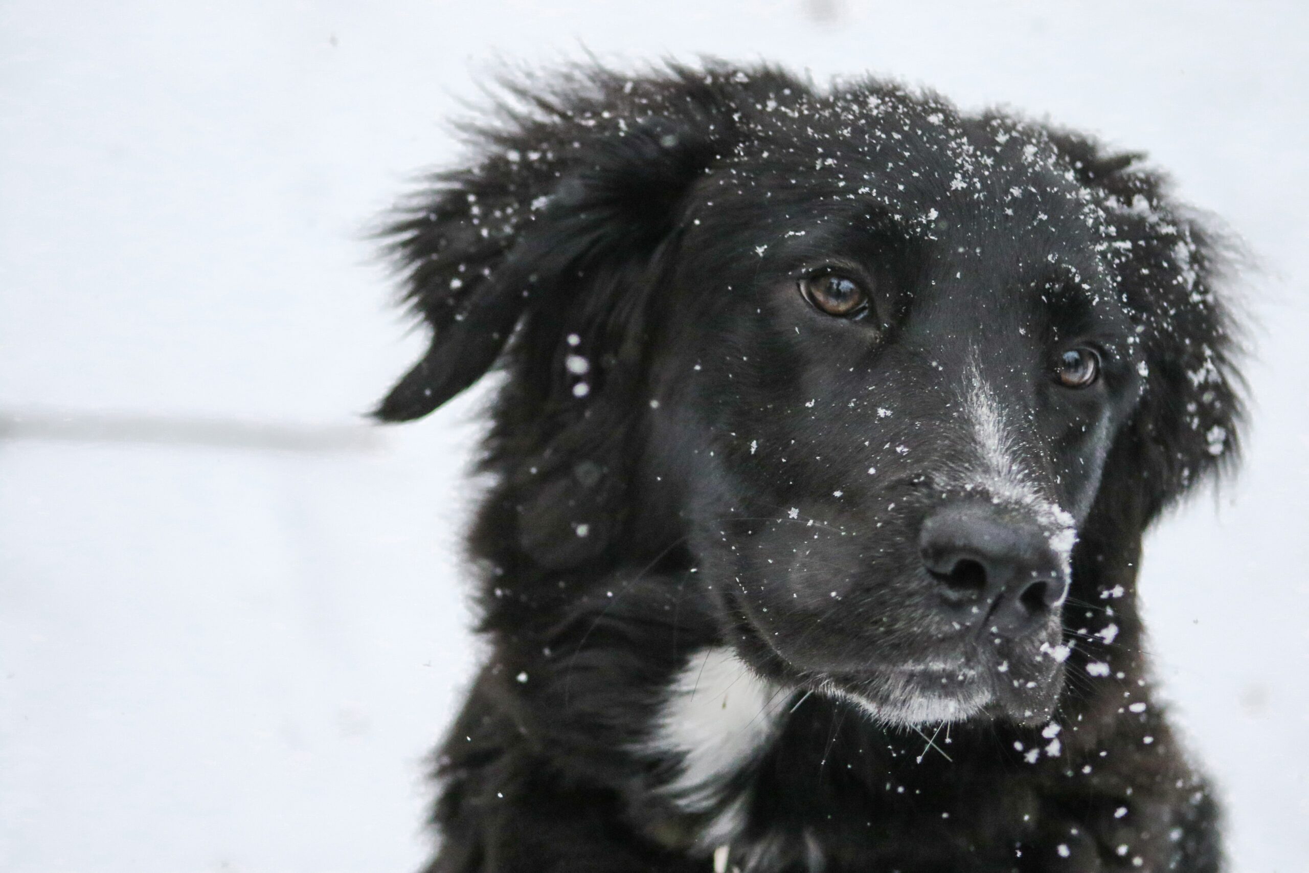 Things You Should Do To Prepare Your Dog For The Cold Weather