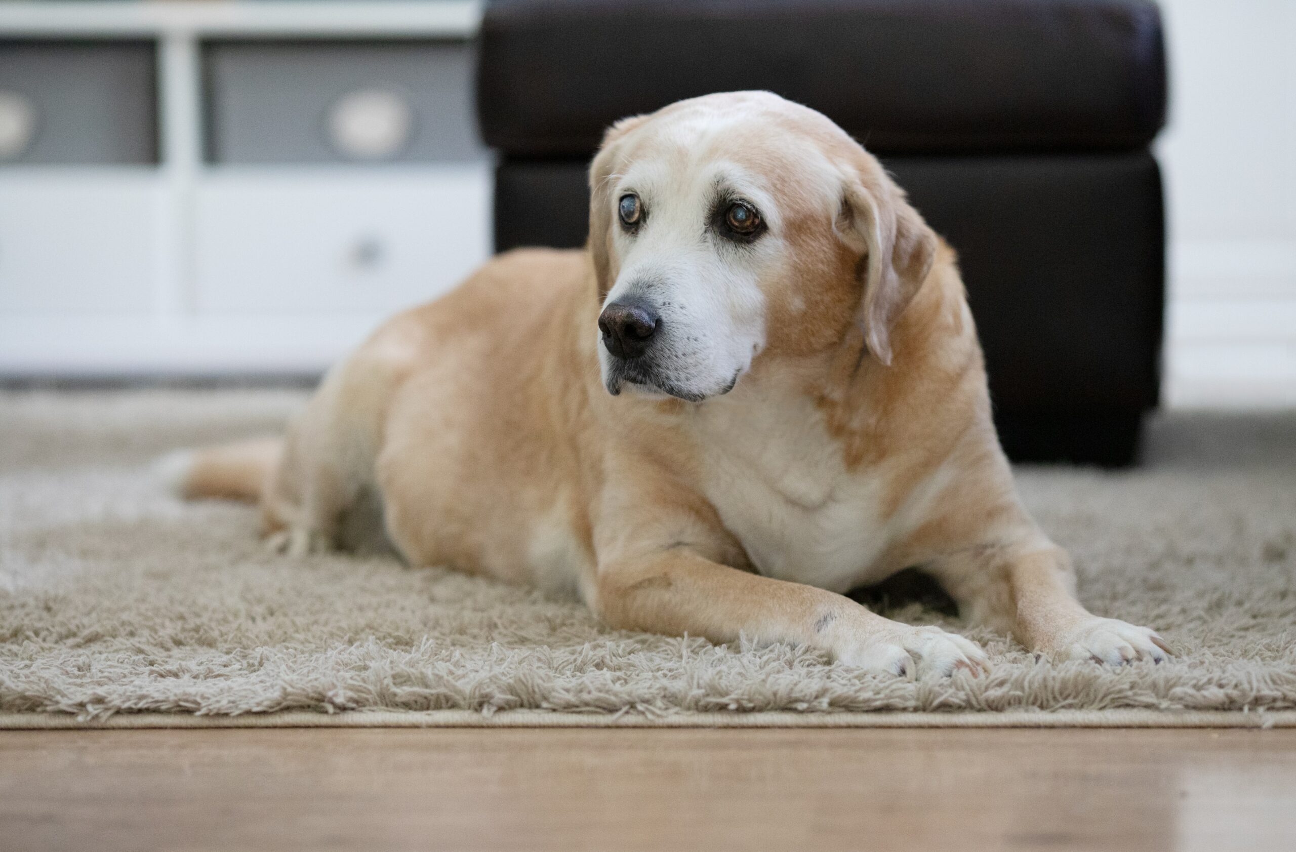 9 Helpful Tips for Caring for your Blind Dog