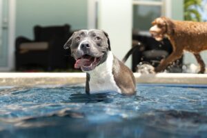 Two pups enjoying an indoor swimming pool.