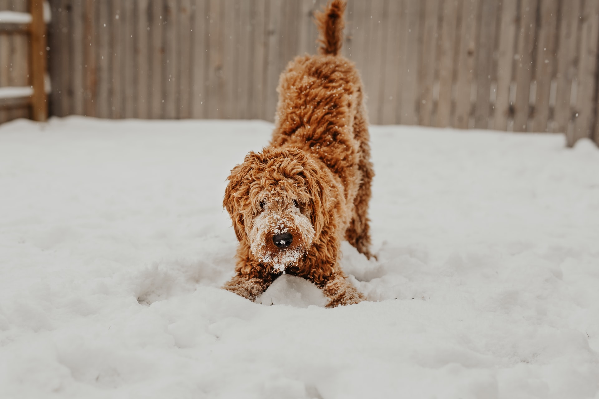 Fun Activities in NYC for Dogs on Cold Days