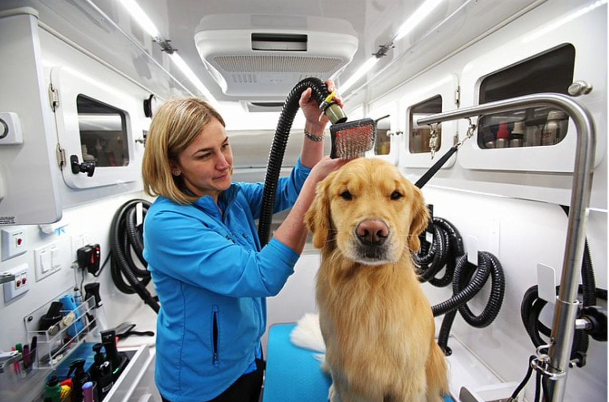 All the Perks of Mobile Pet Grooming   