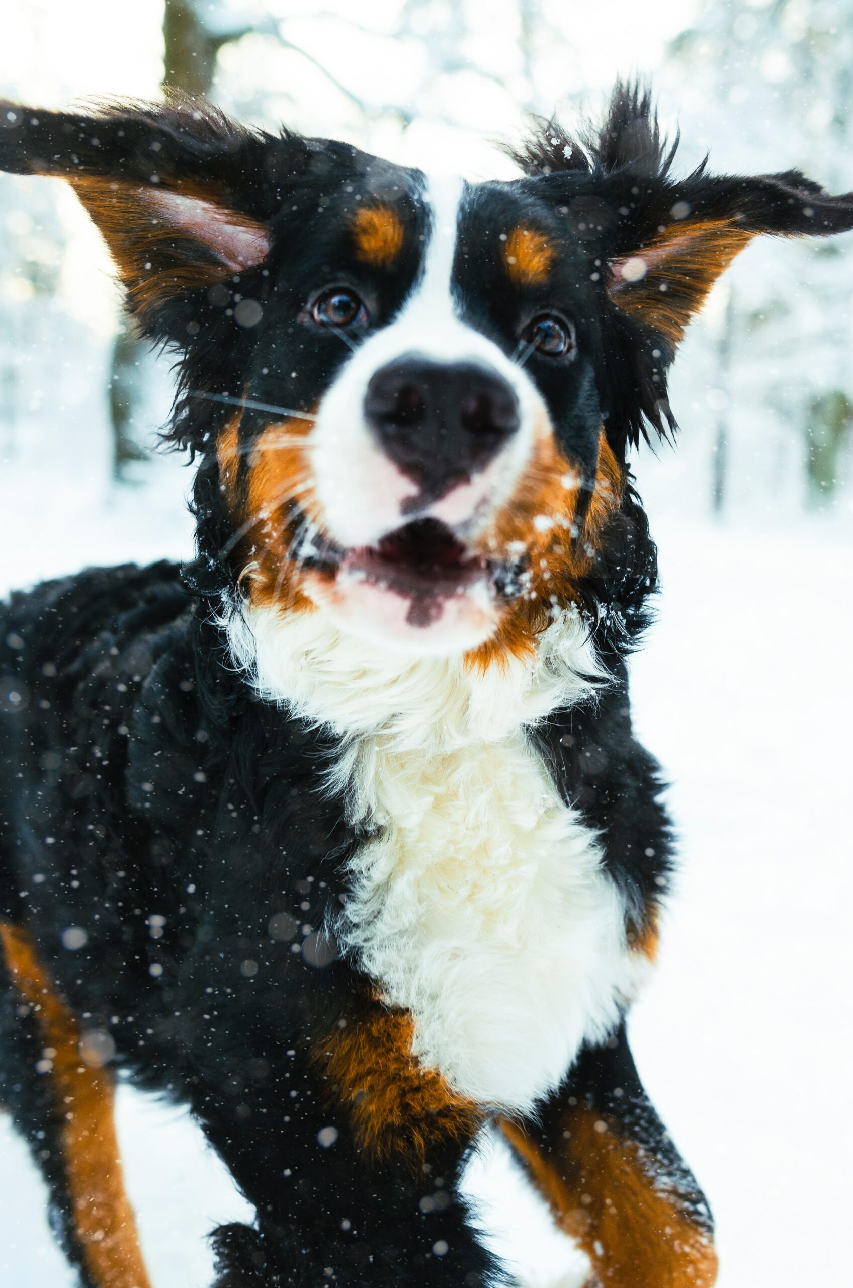 Making the Most of the Winter with Your Pup