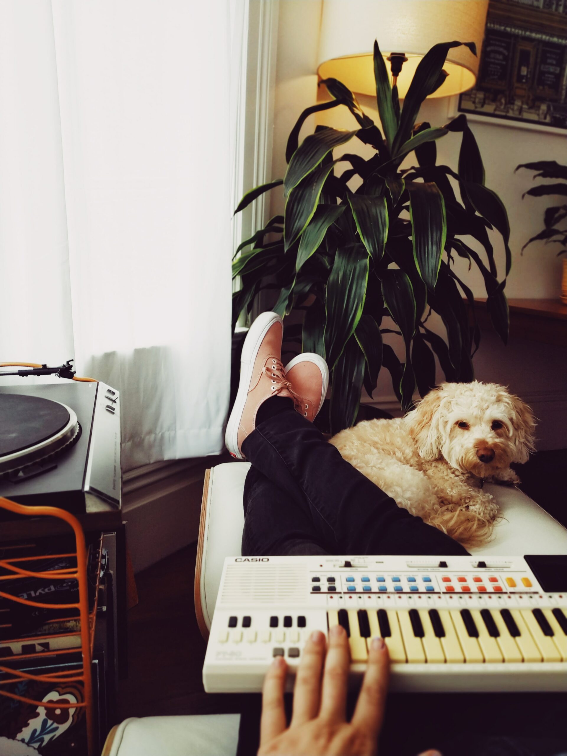 Should I Leave on Music for My Pet: Dogs and Music