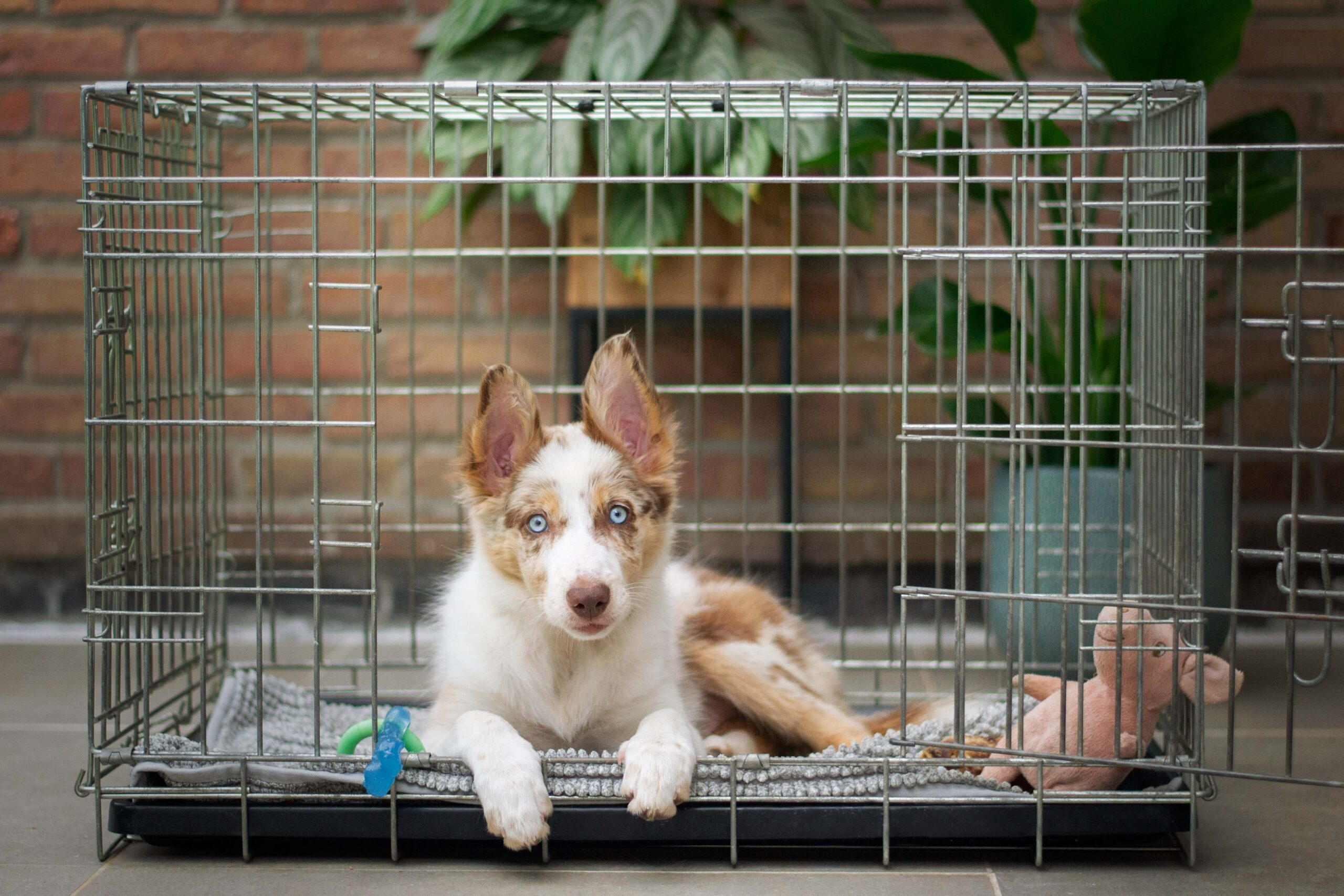 The Different Types of Custom Dog Crates 
