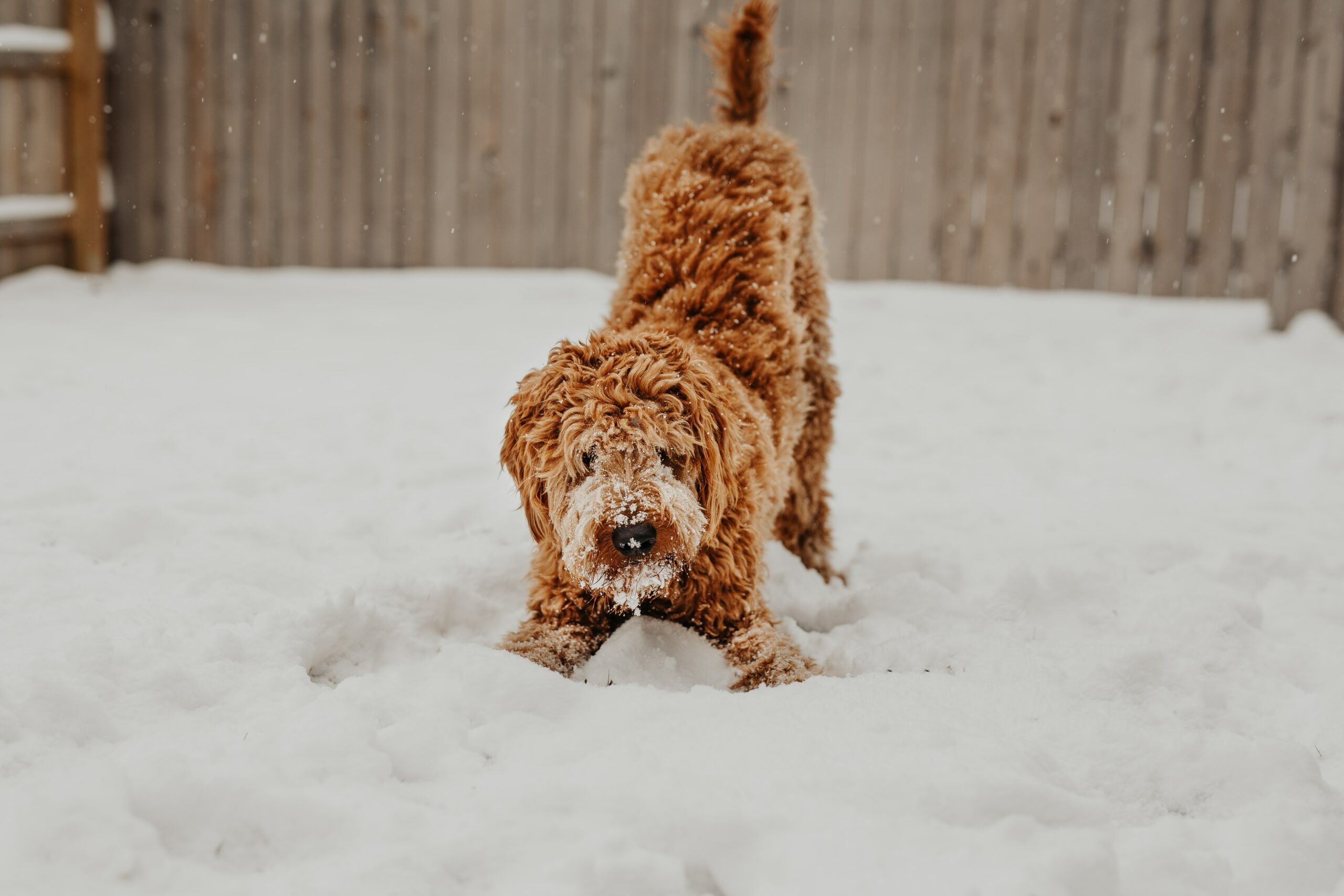 Your Guide to Year-Round Dog Fitness