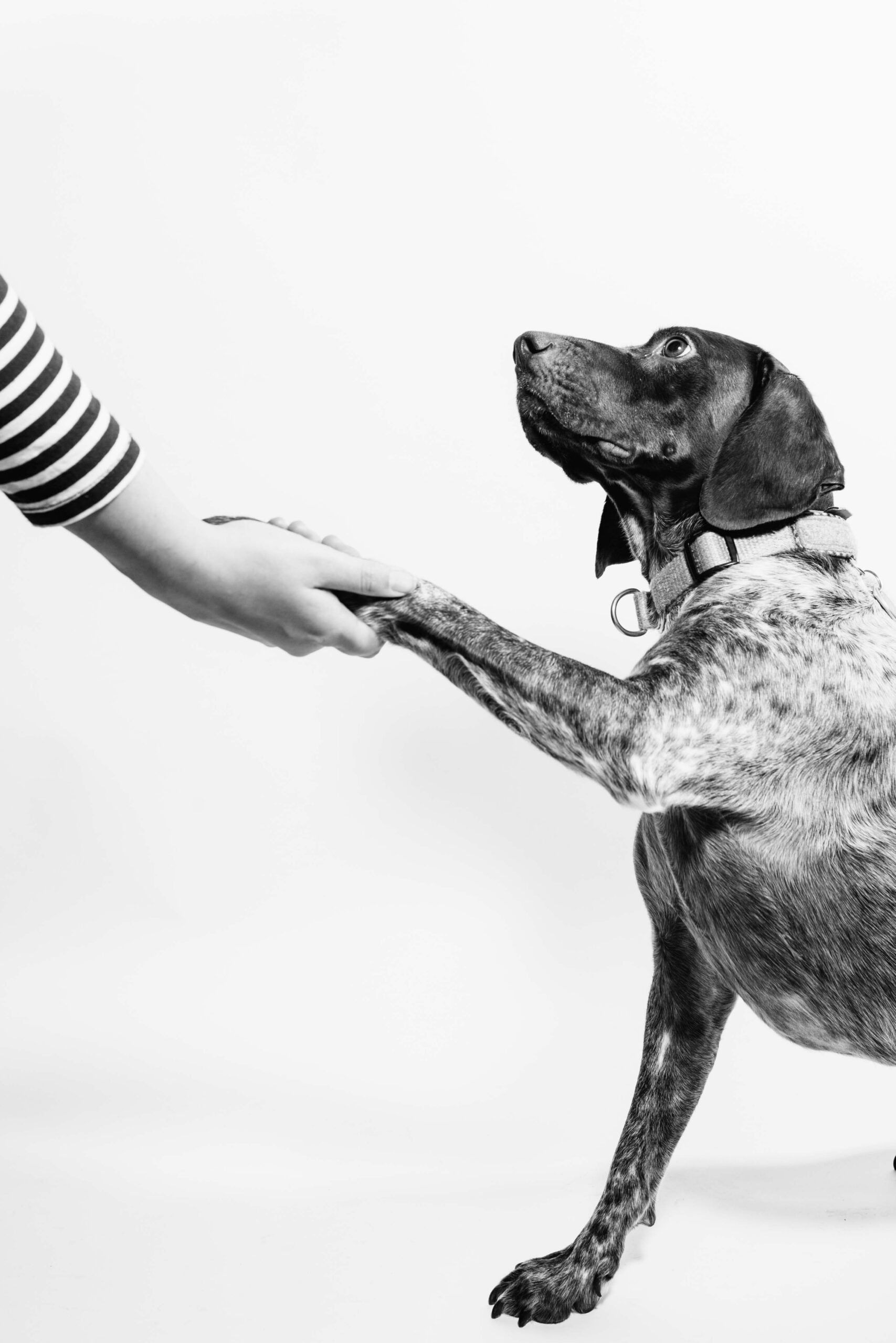 4 Writing Tips for Starting a Dog Training Blog