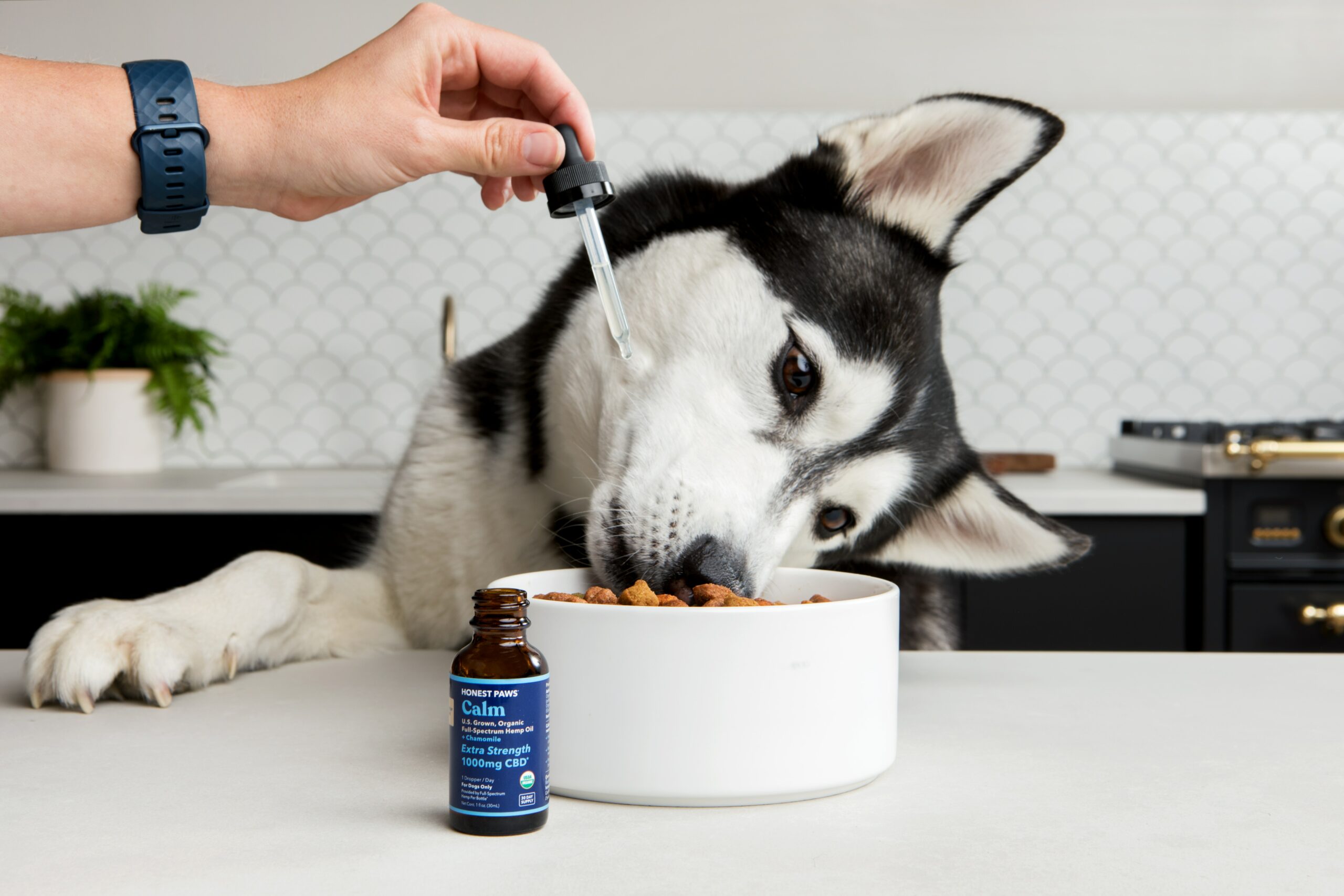 Benefits Of Hemp In Cat And Dog Food