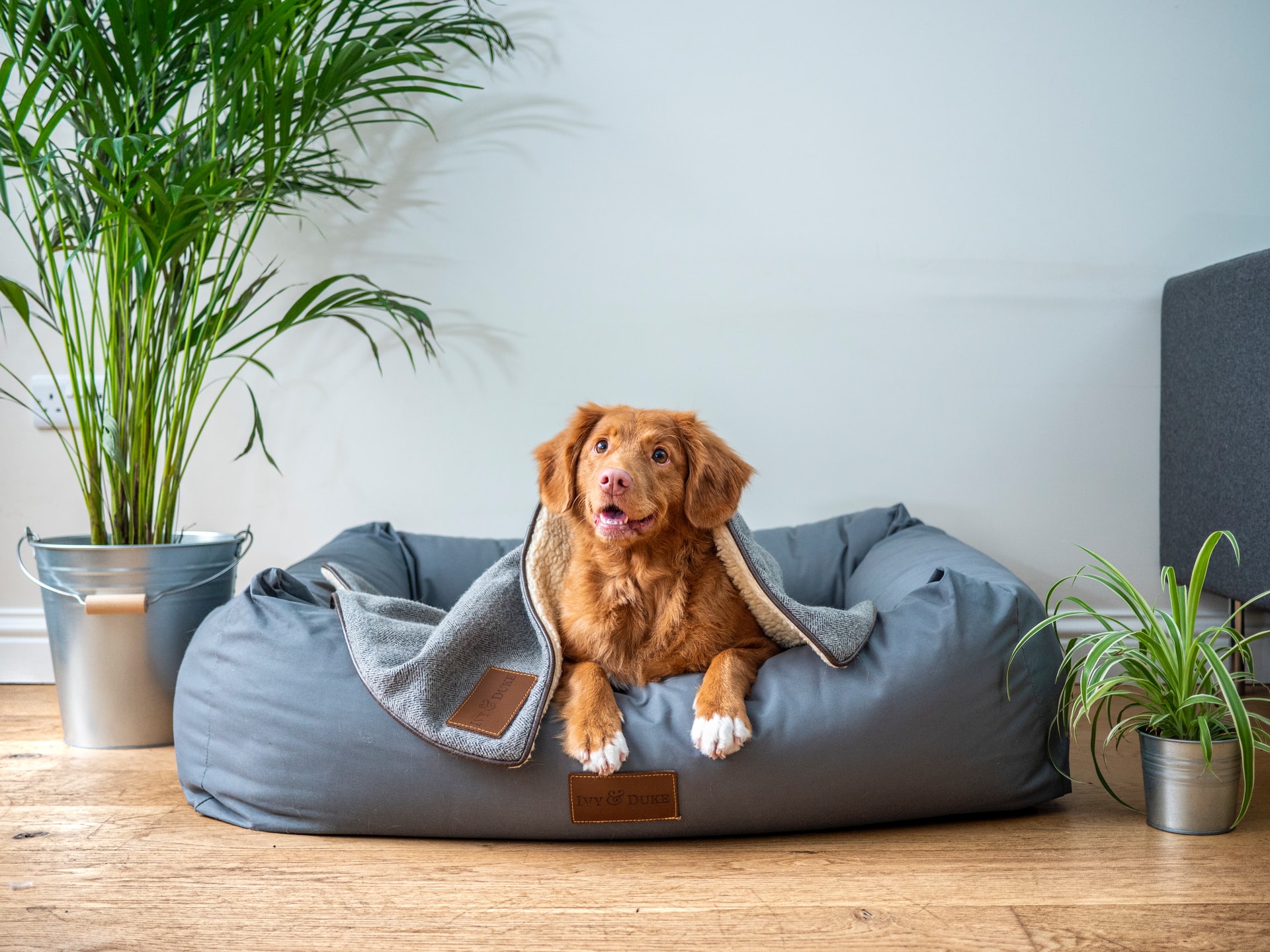 How to Create a Space in Your Home Just for Your Dog