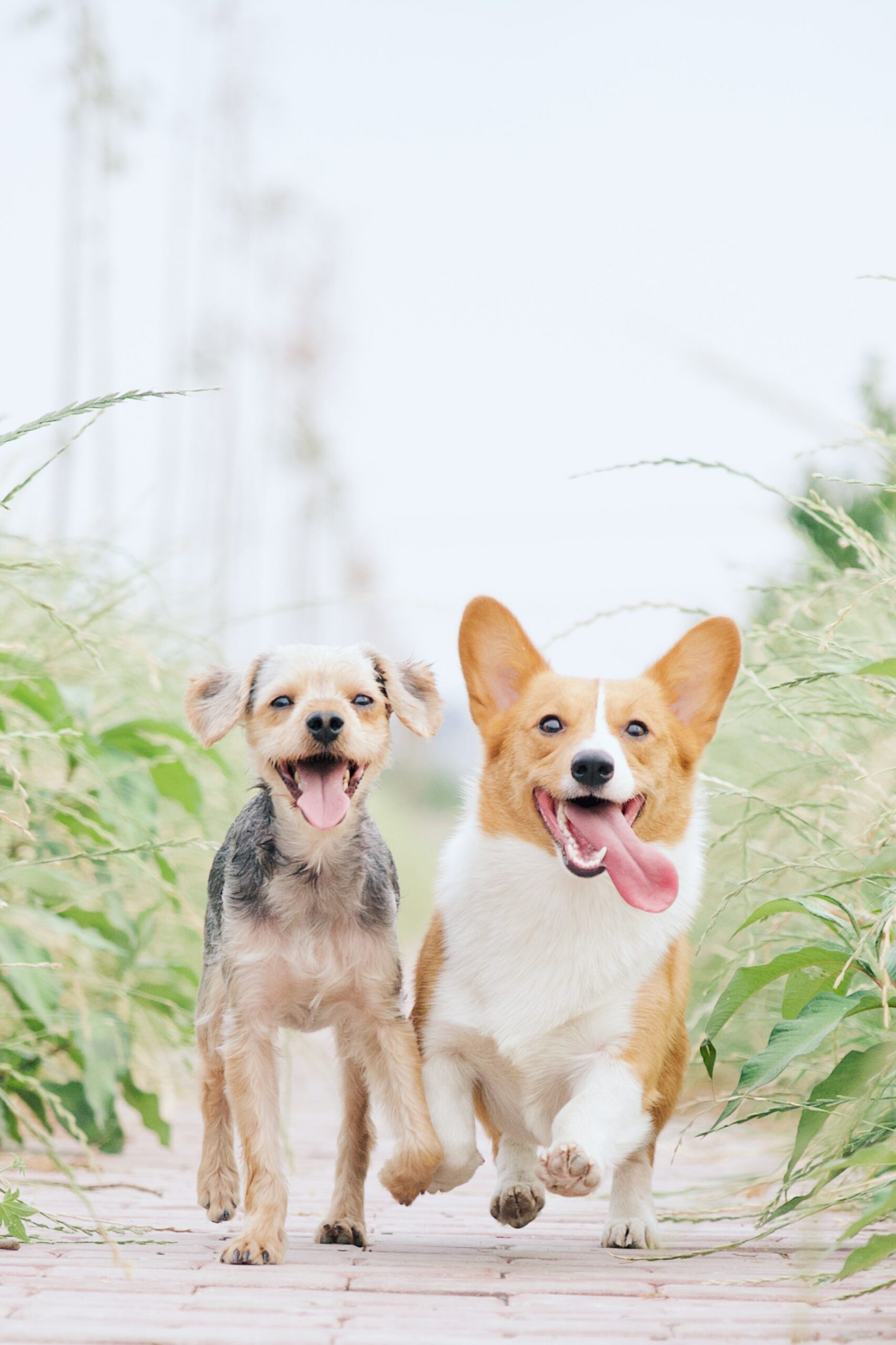 Kratom for Dogs: Everything You Should Know