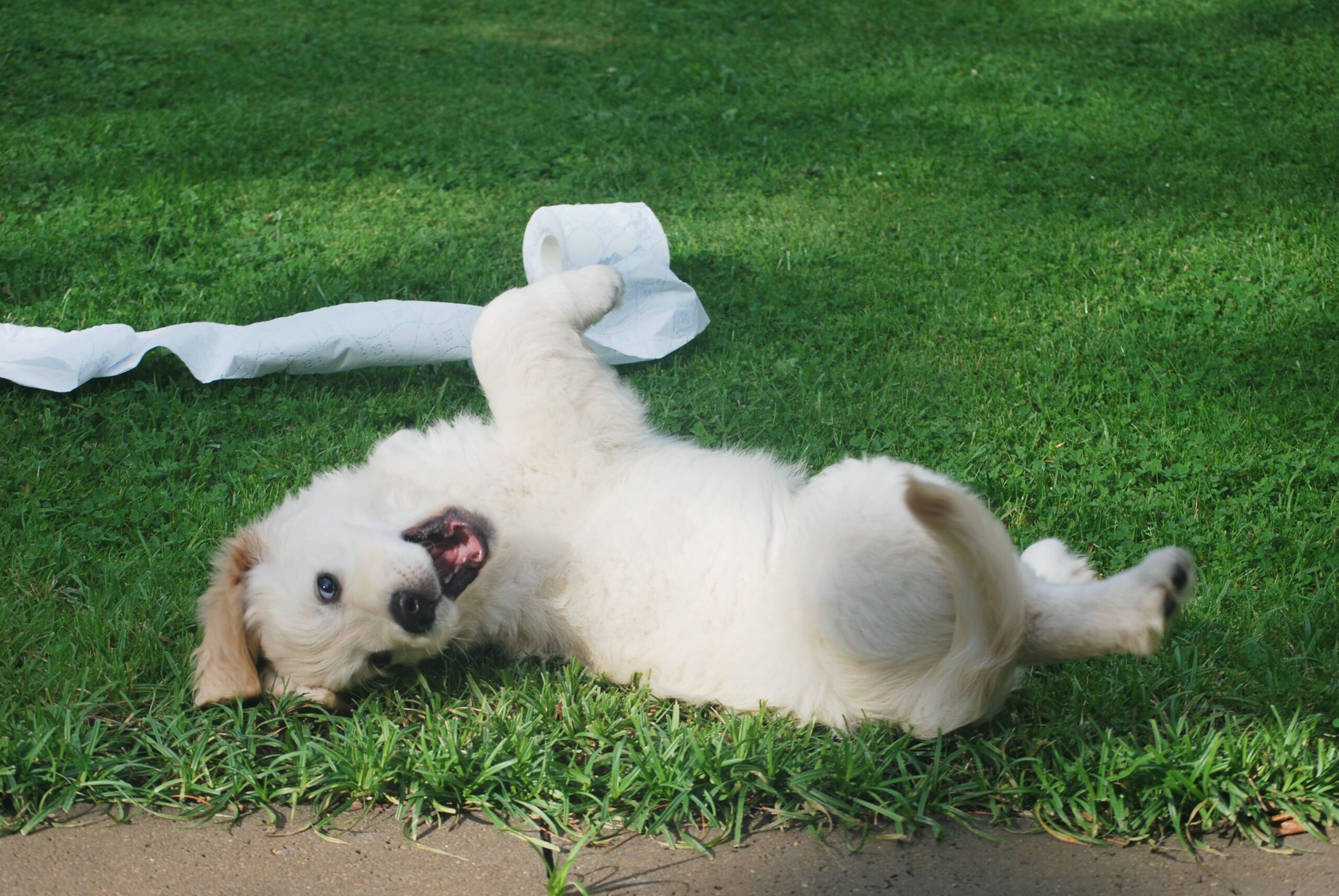 Important Health And Wellness Signs to Look Out For In Your New Puppy