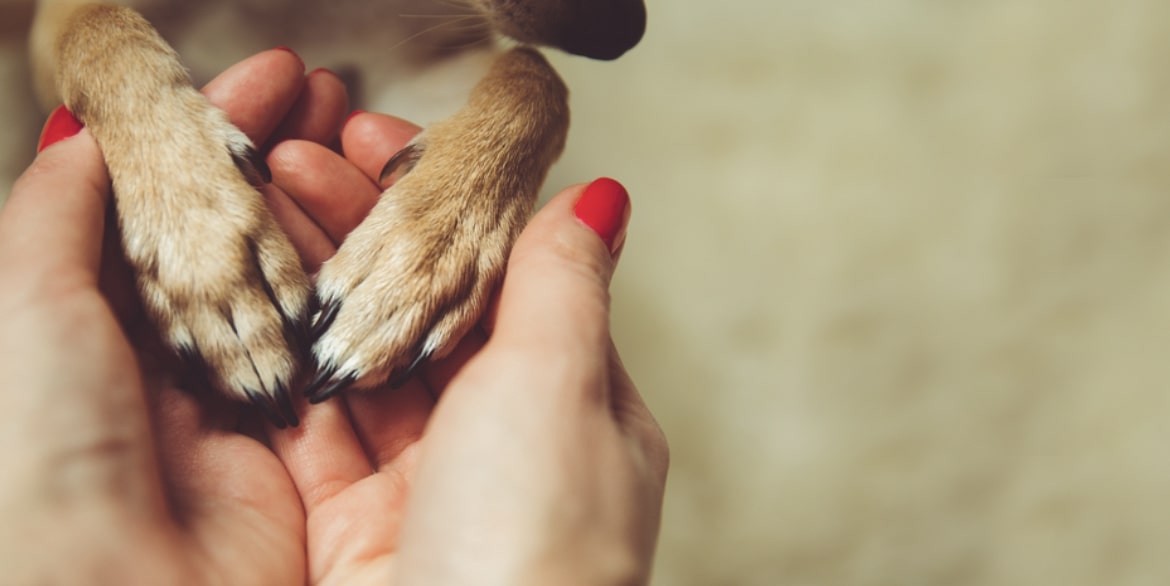 A Pet Owner’s Guide to Buying Pet Care Products