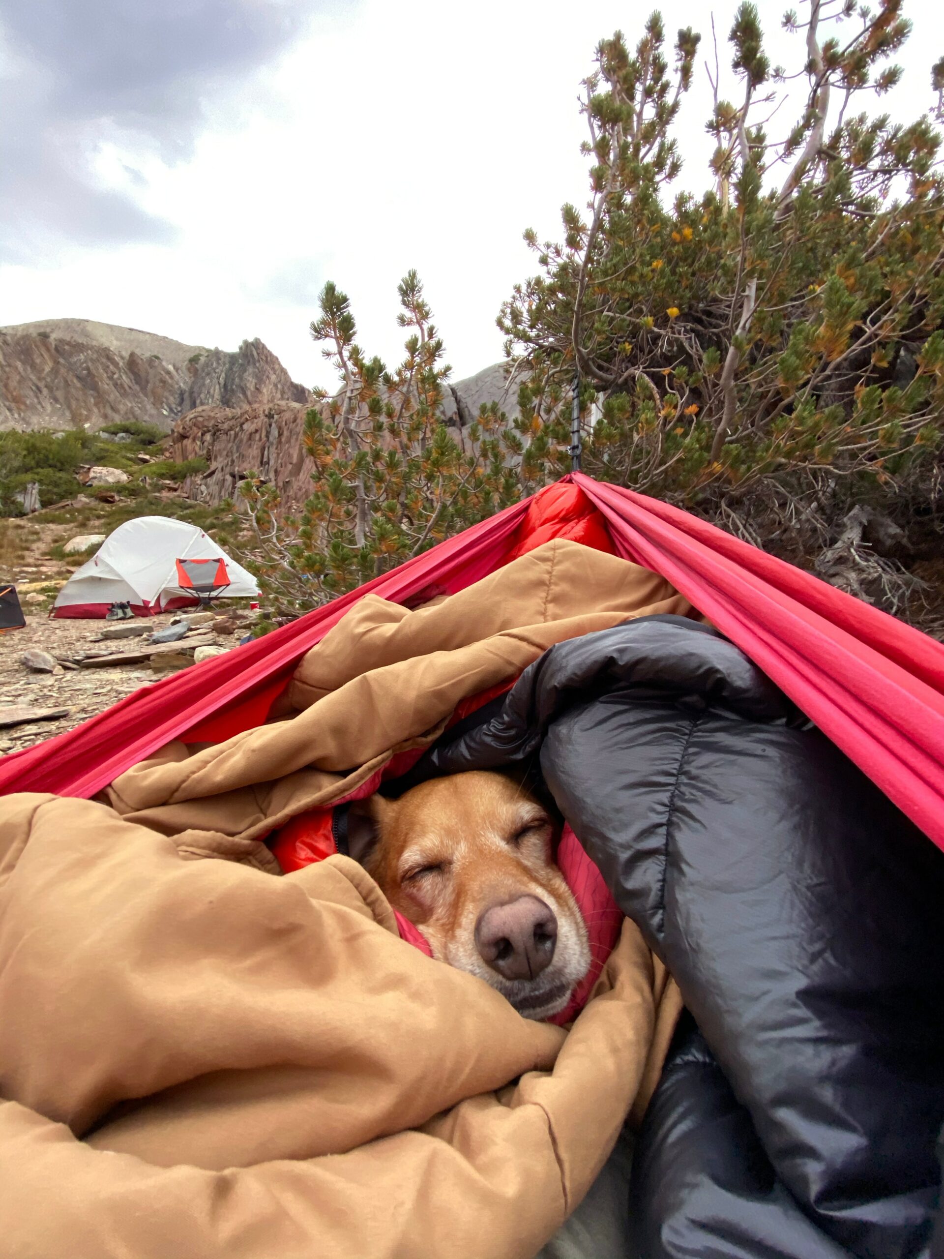 Fun Trip Ideas Both You and Your Dog Will Love