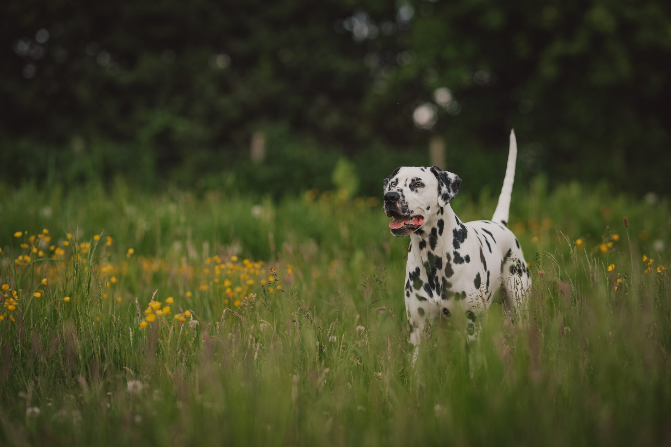 How To Pick The Right Dog Breed For Your Family