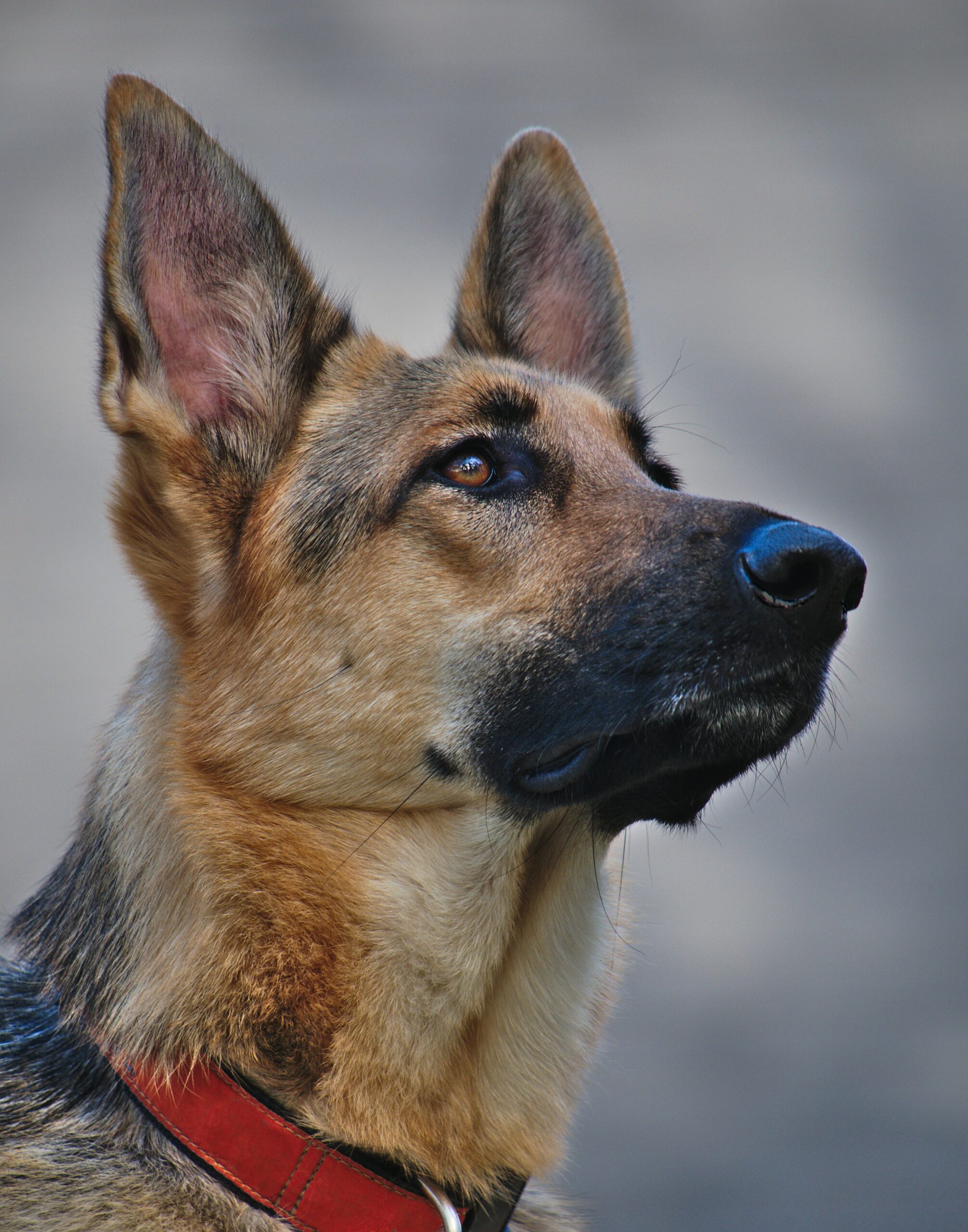 8 Common Health Issues German Shepherds Face