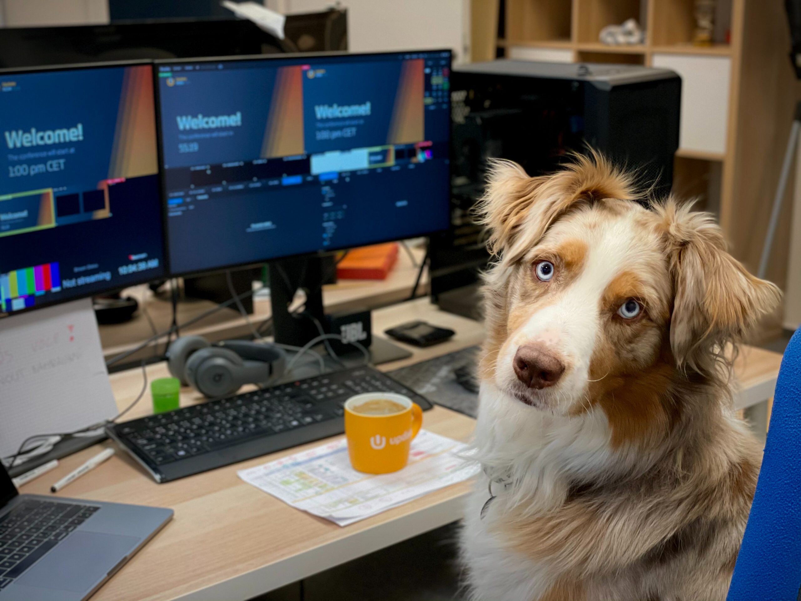 Design tips for pet owners: how to make your office dog-friendly