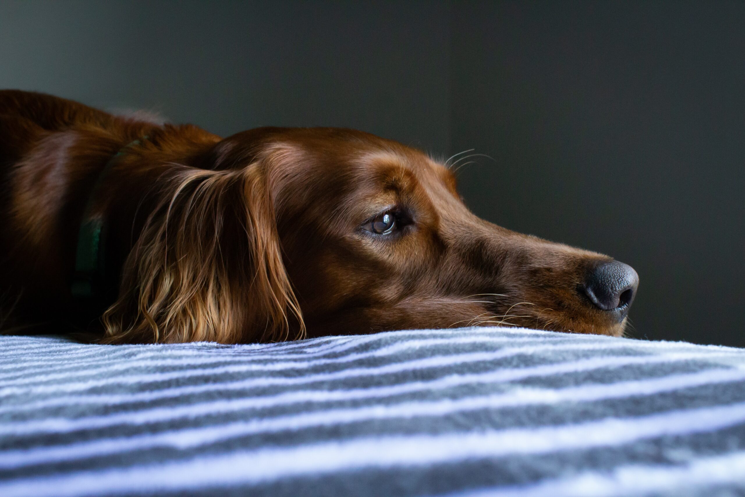 Ways to Reduce Your Dog’s Medical Expenses