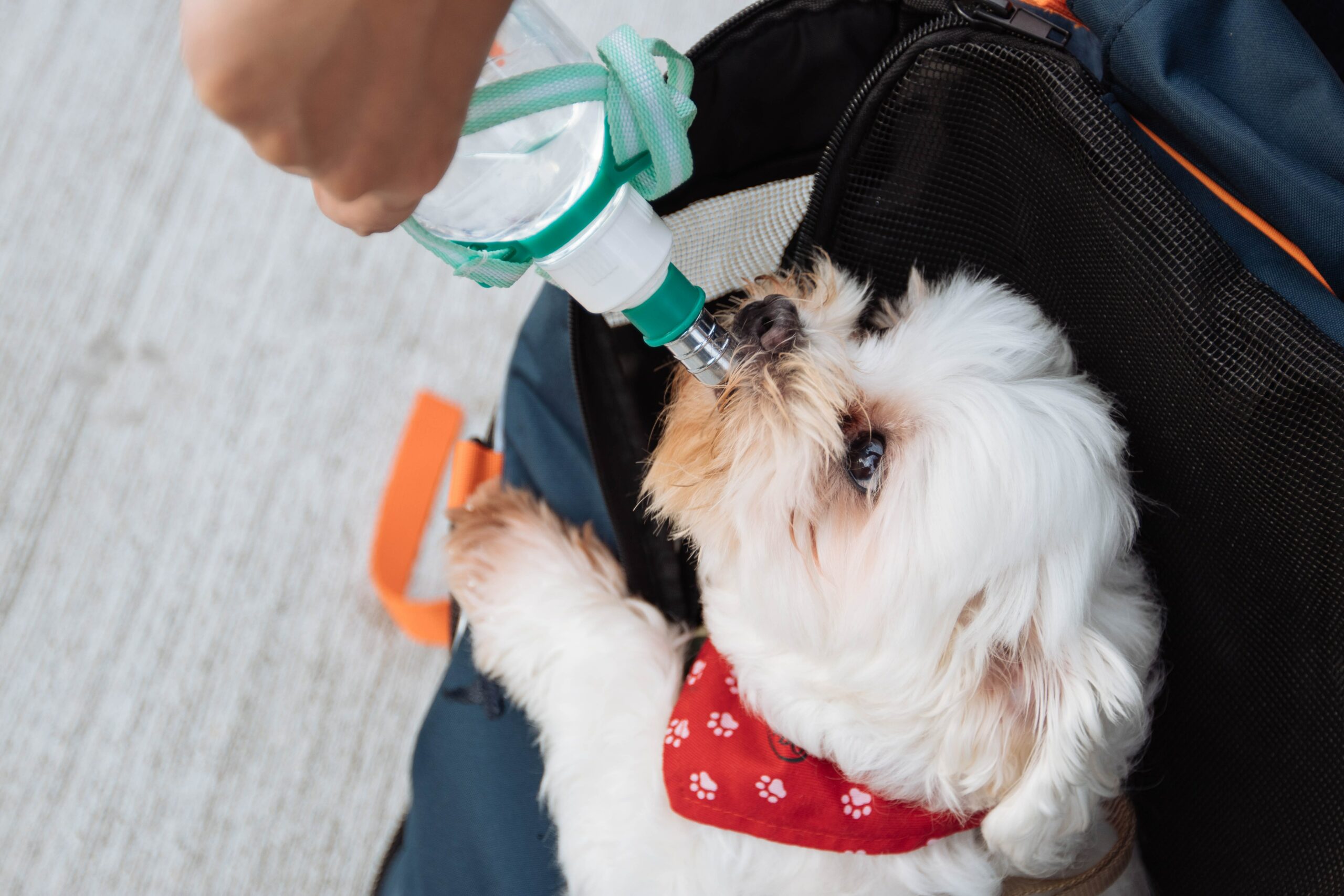 Filtered Water Is a Must for Your Dog