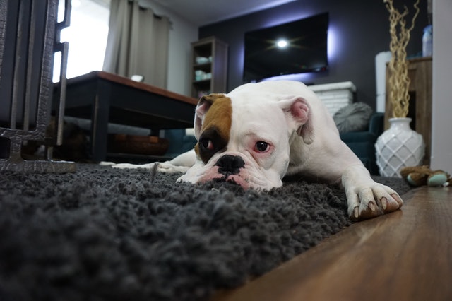 Helpful Tips for Leaving Your Dog Alone at Home