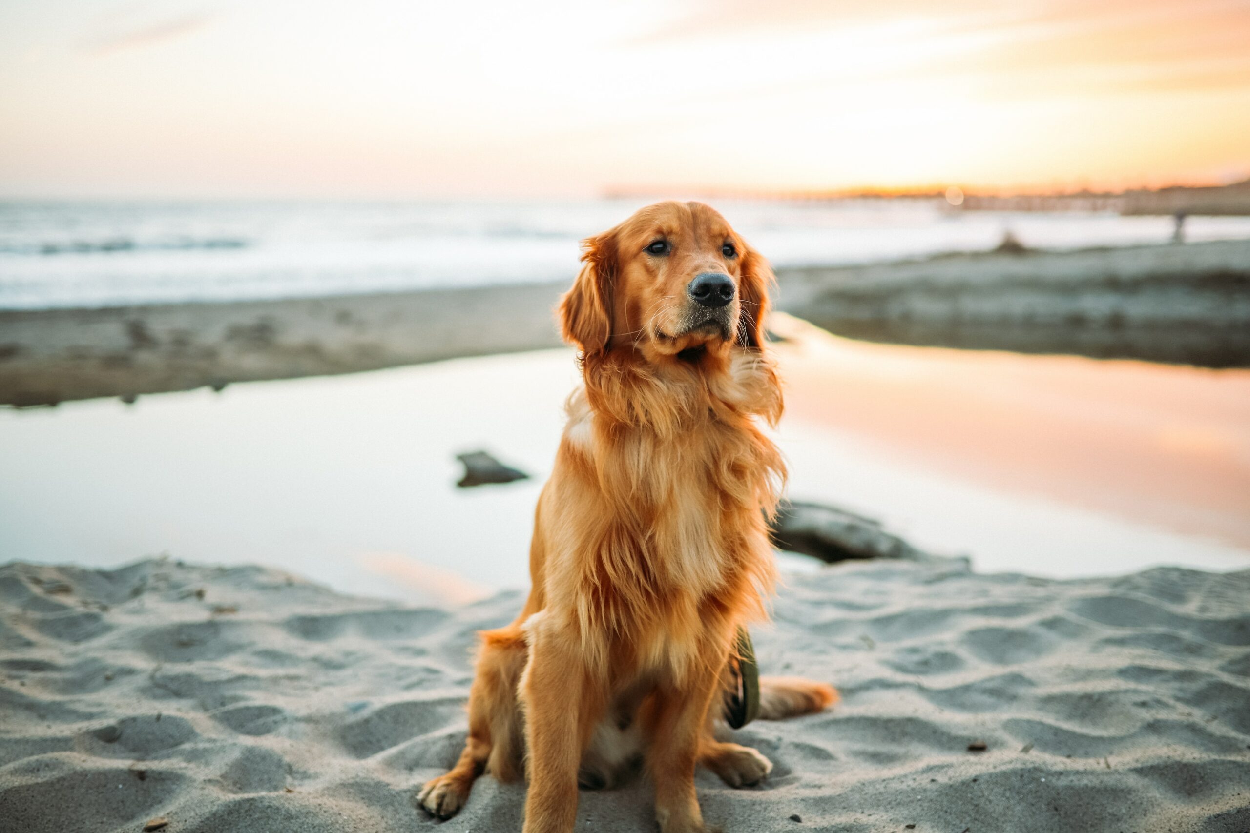 3 Fun Activities To Do With Your Dog This Summer