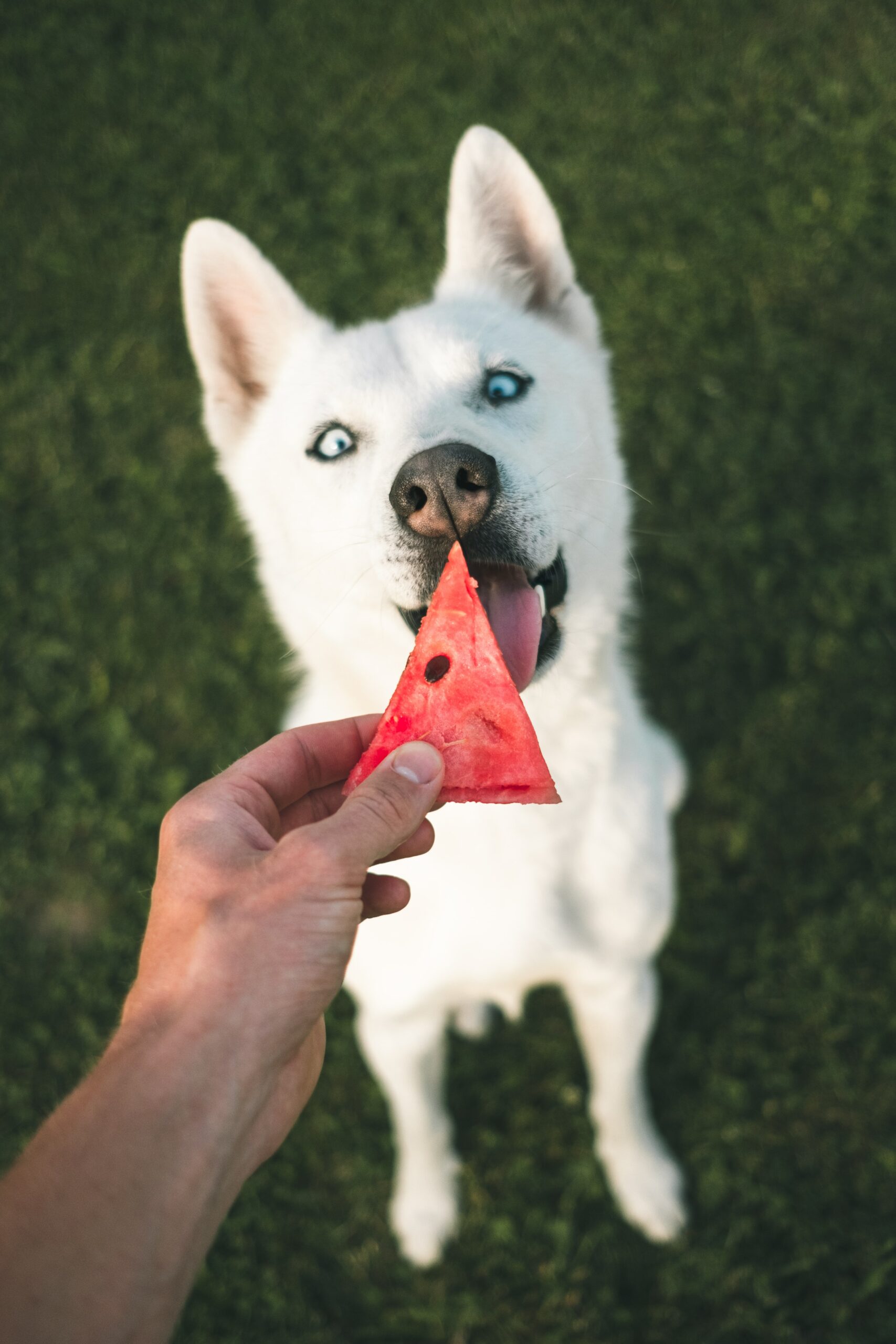 5 Ways to Naturally Enhance Your Dogs Nutrition