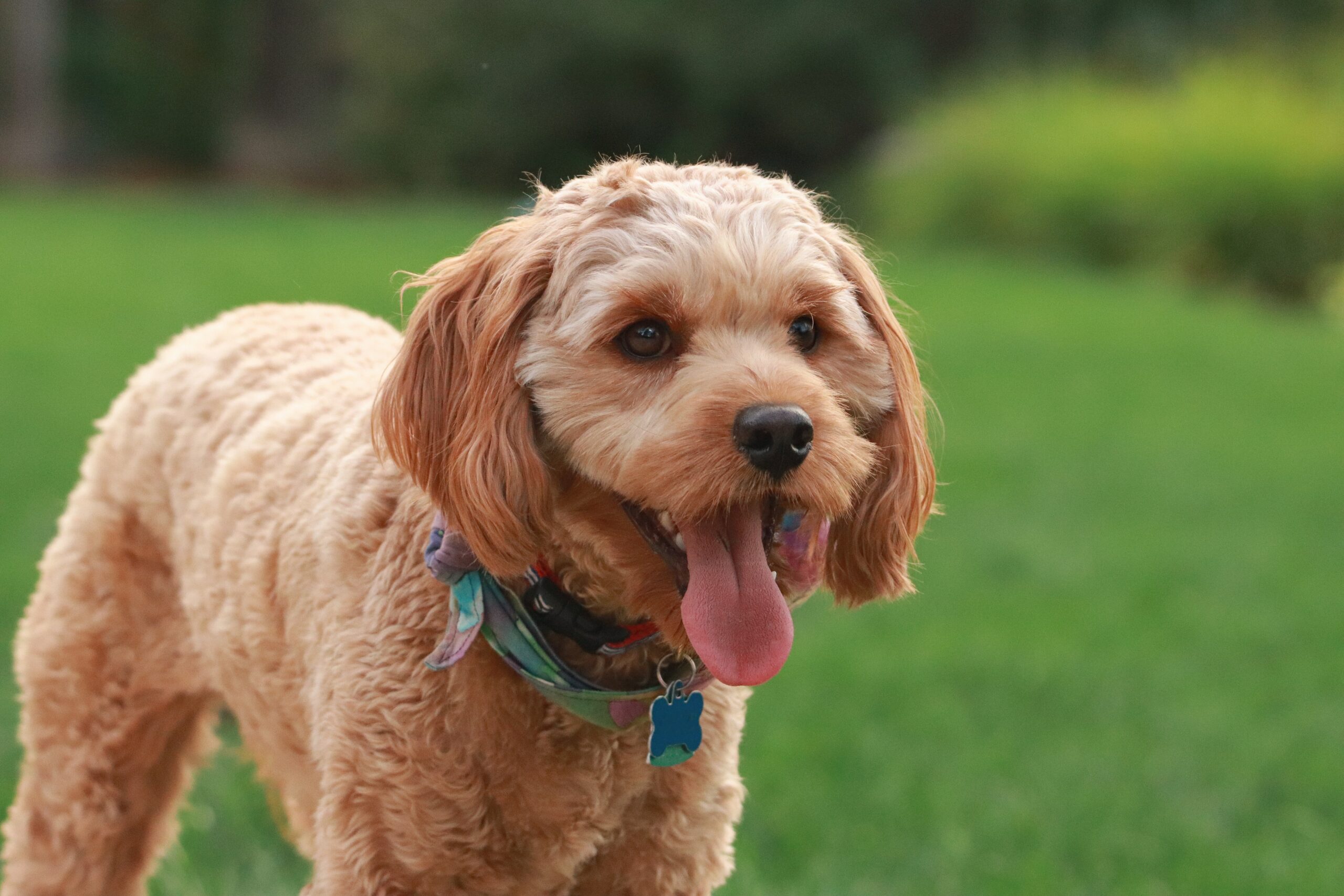 Cavapoo: Know All About This Miniature Poodle Breed! 