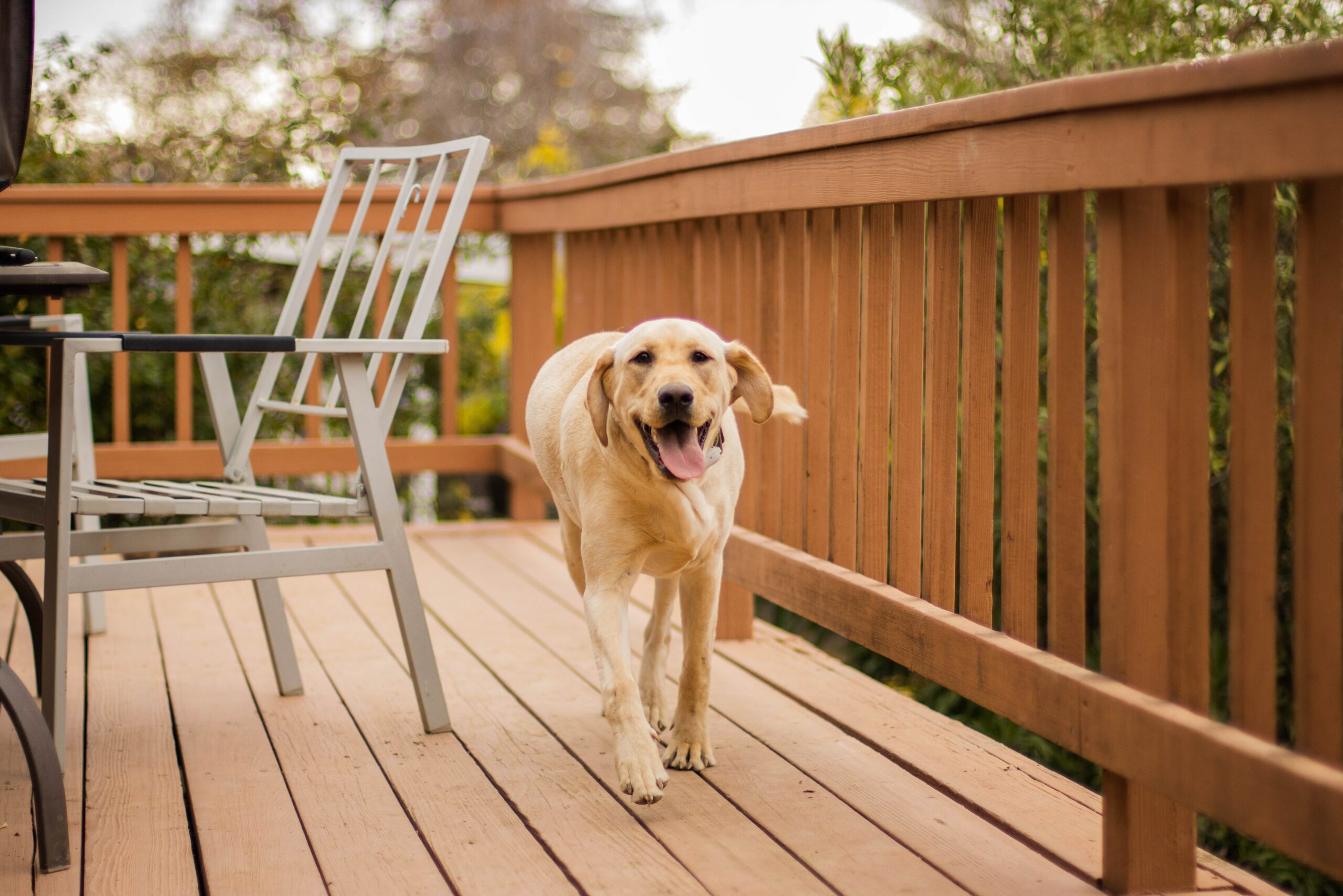 How to Get Pet Urine Smells Out of the Backyard