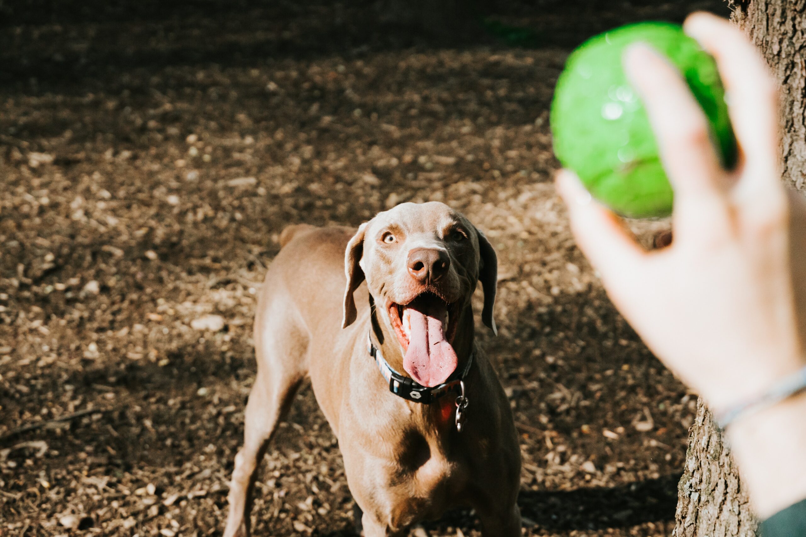 How to Play with Your Dog: Top Tips & Benefits