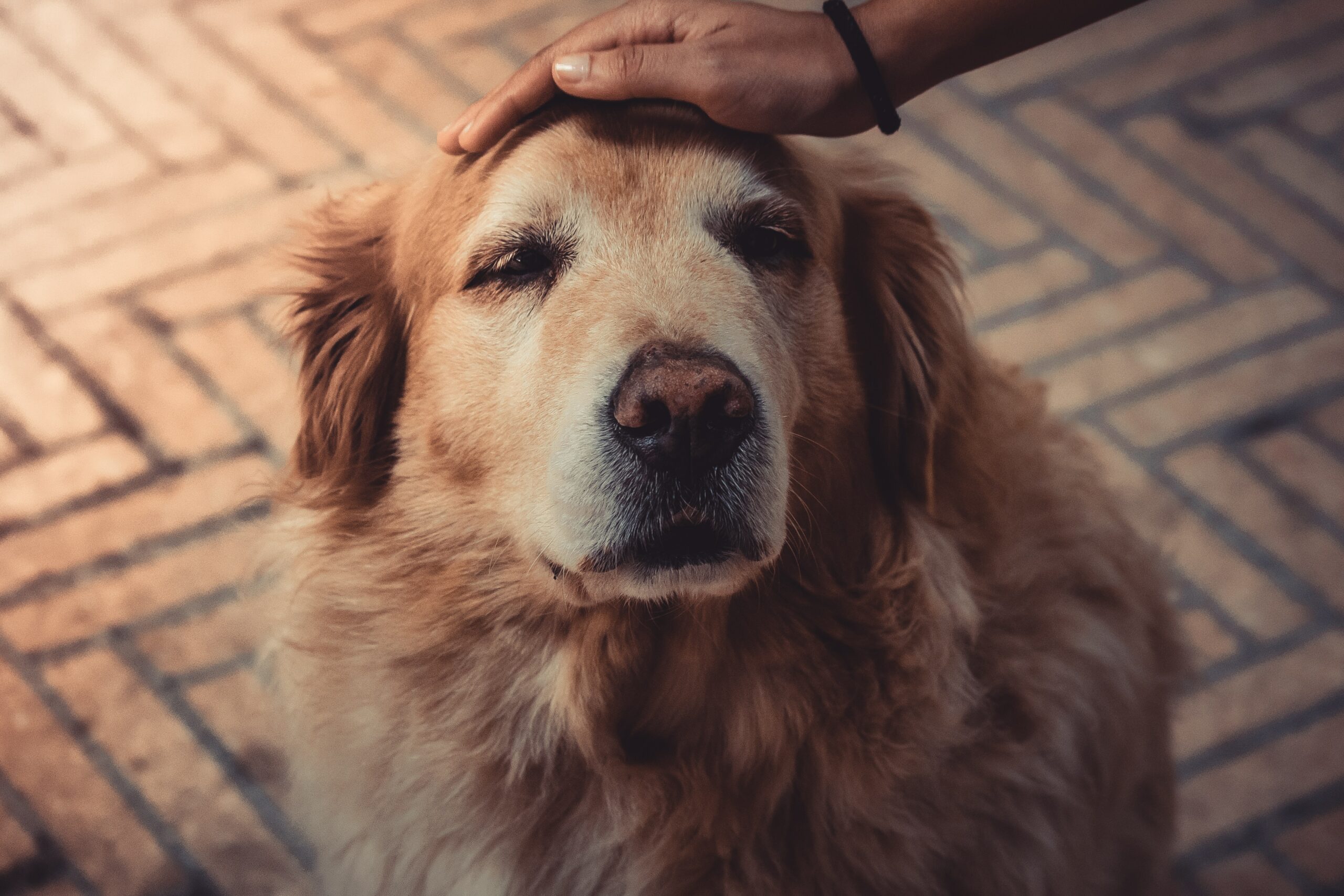 7 Tips to Help Your Aging Dog Live Their Best Life