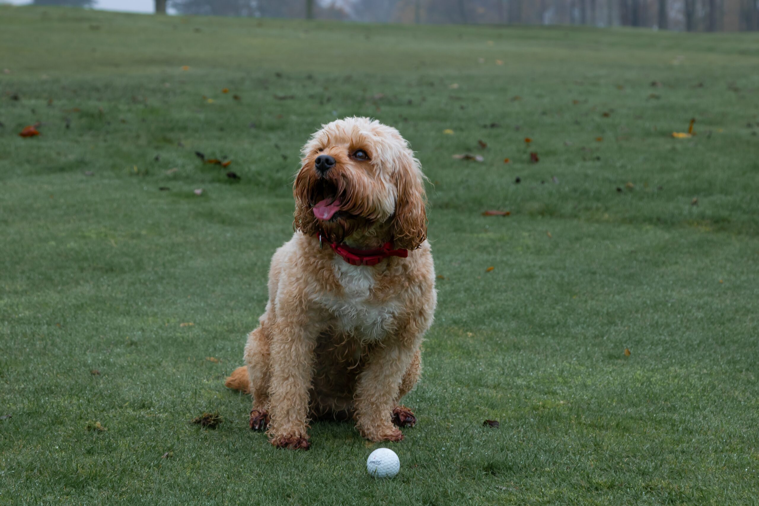 Enjoying a Round of Golf with Your Pooch