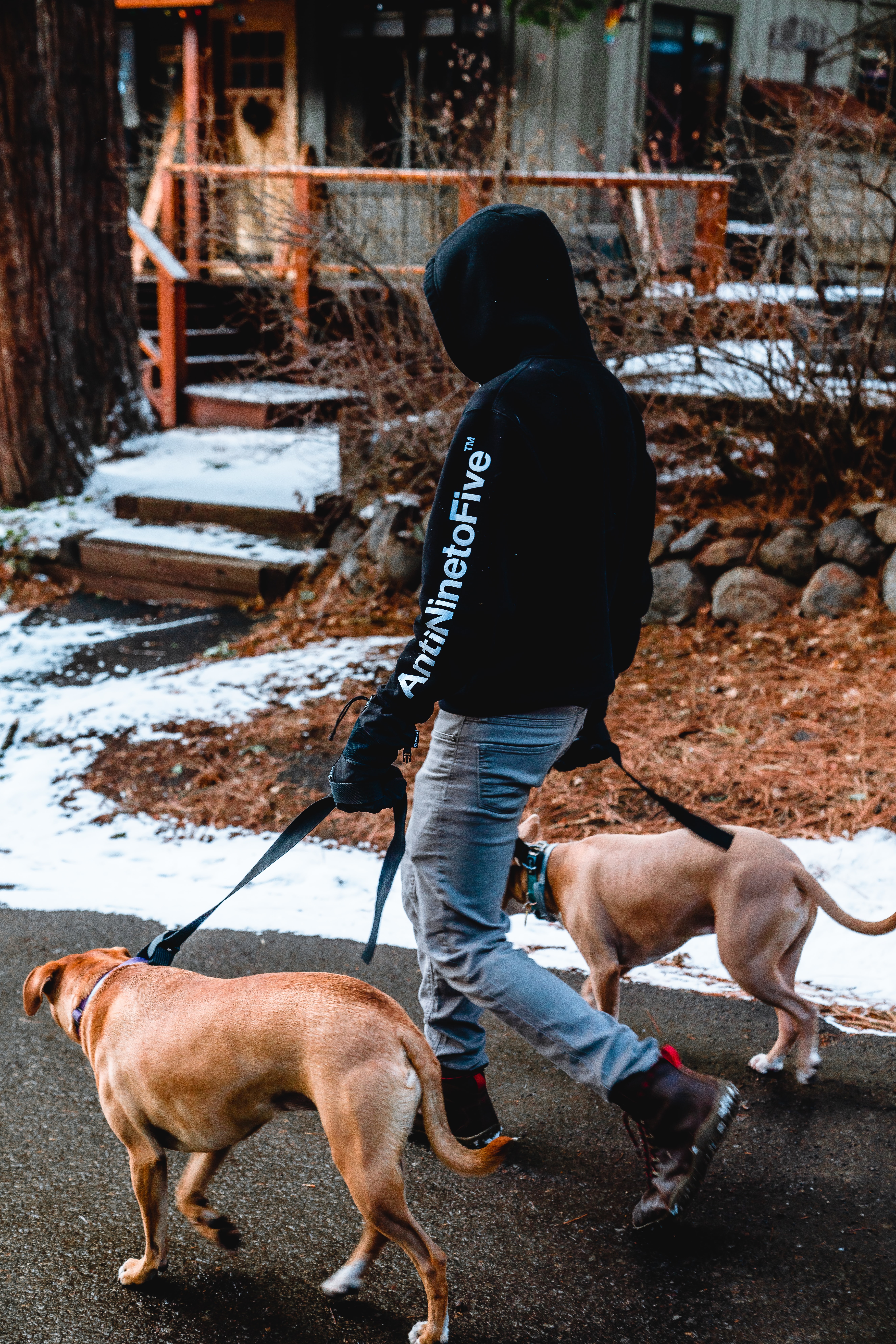 How To Create a Dog Walking Business