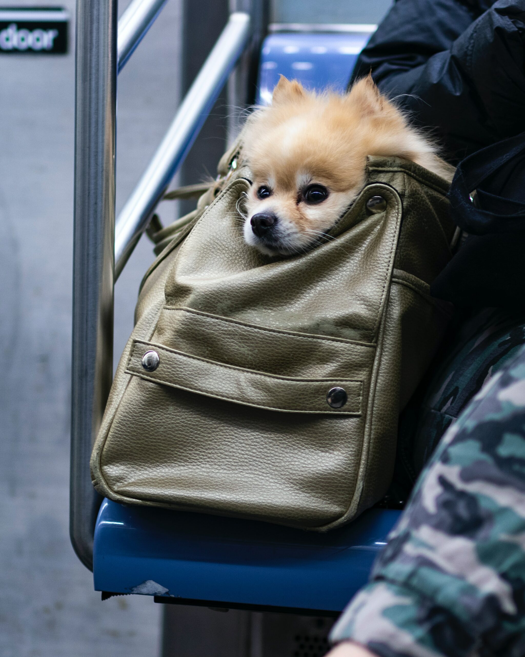 Taking Your Pooch on the Train