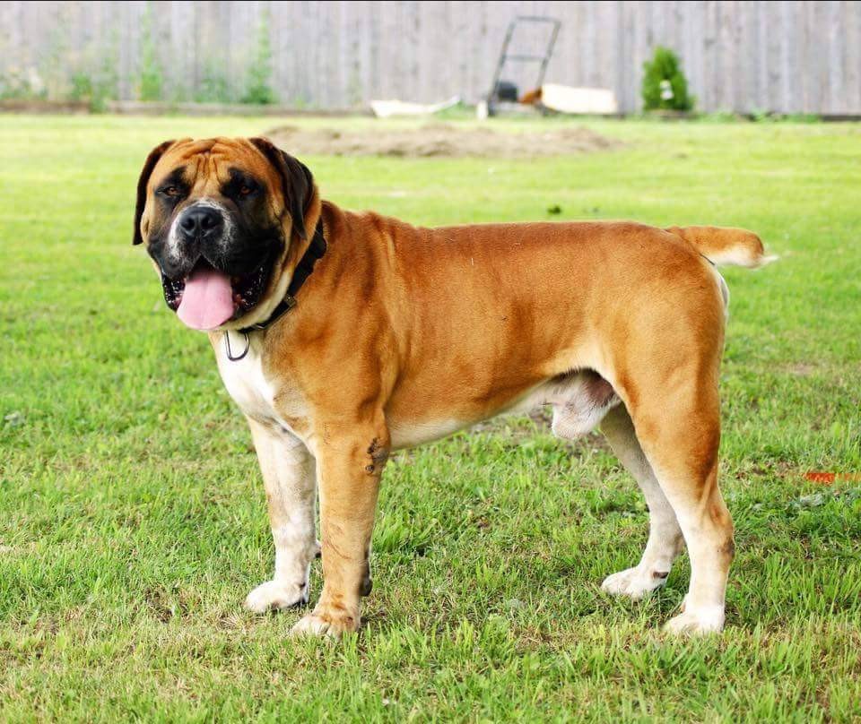 Three Helpful Tips for Buying a Boerboel Puppy for Sale