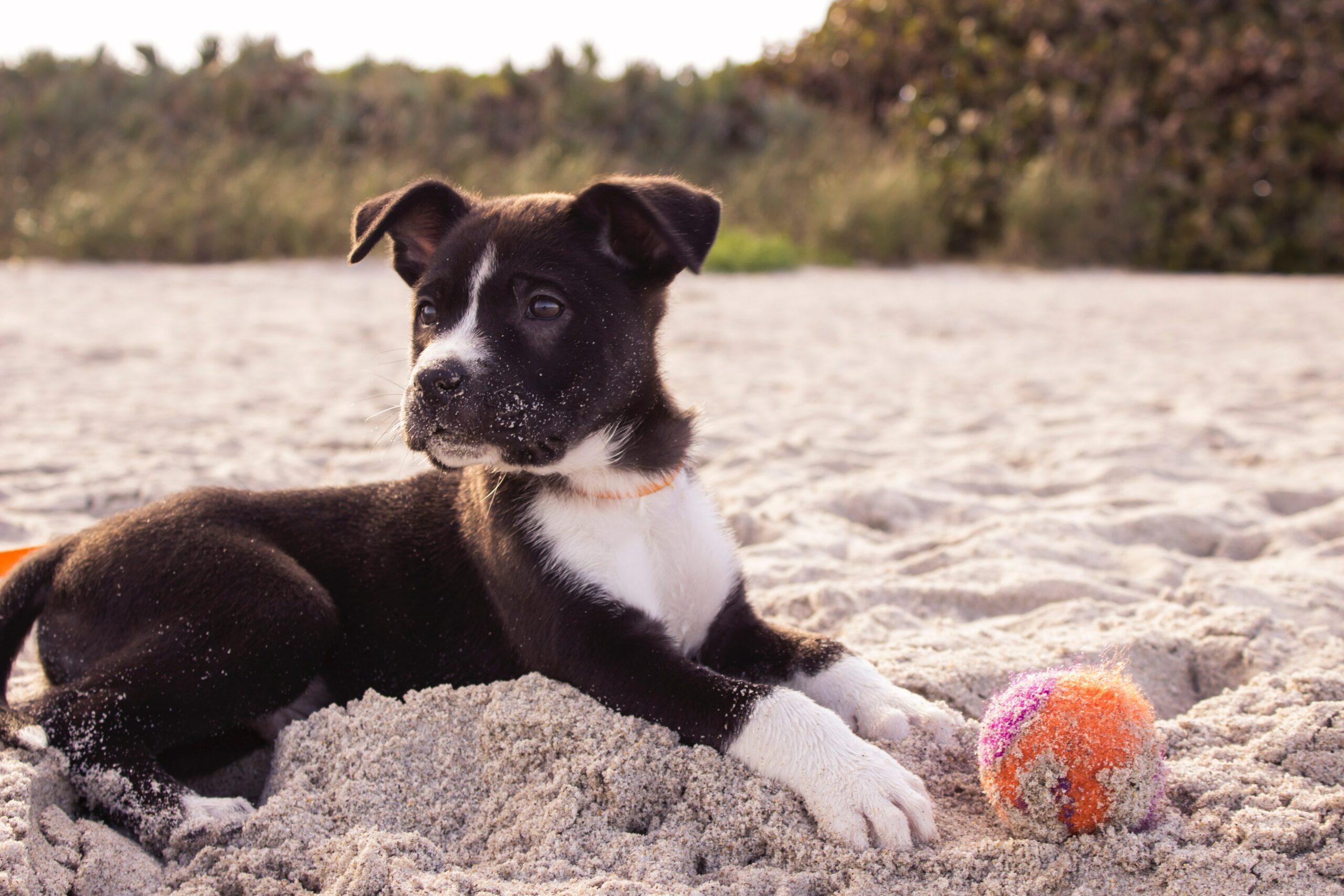 6 Tips for Beach Days With Your Pet