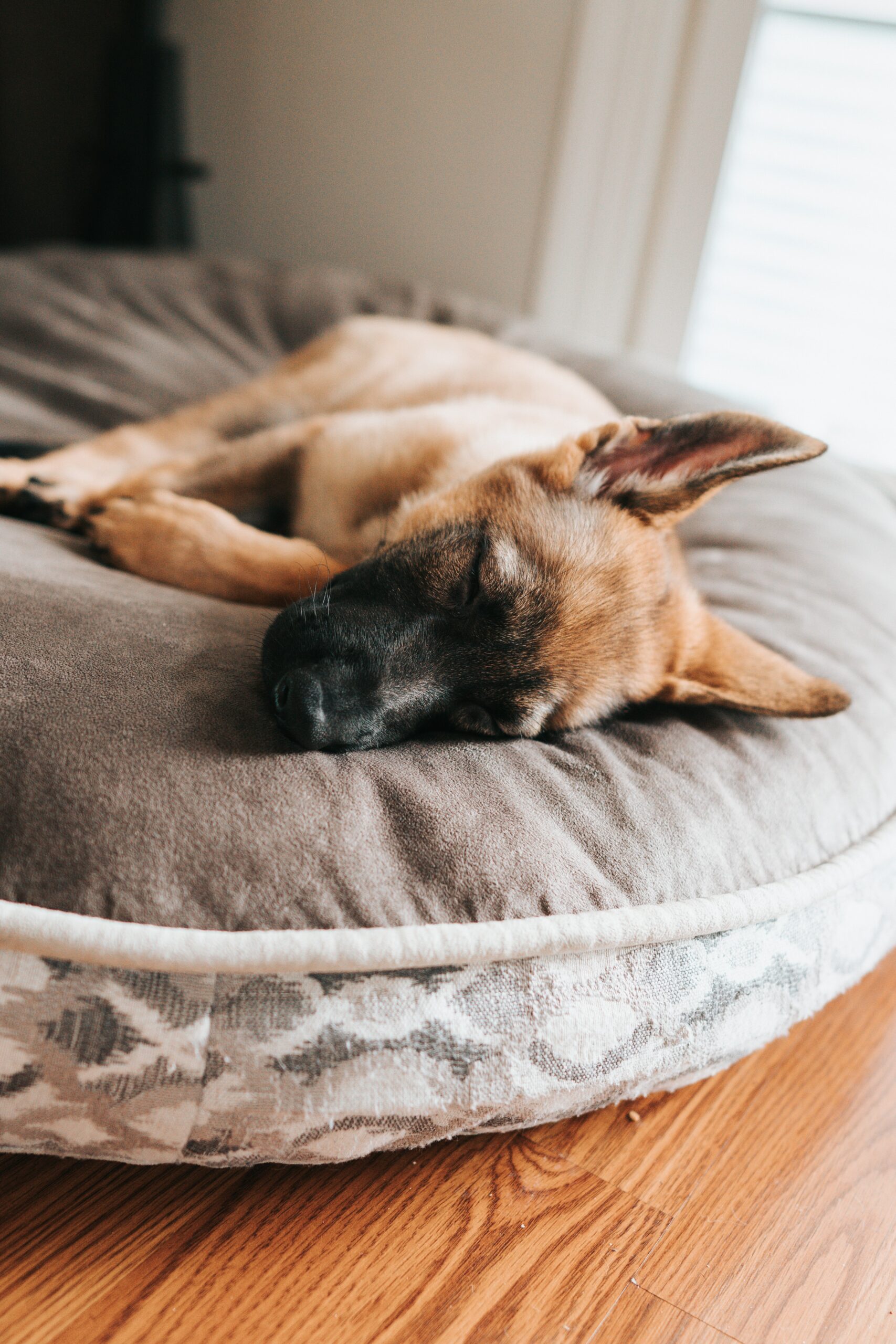 The List Of Dog Sleeping Positions And Their Meanings