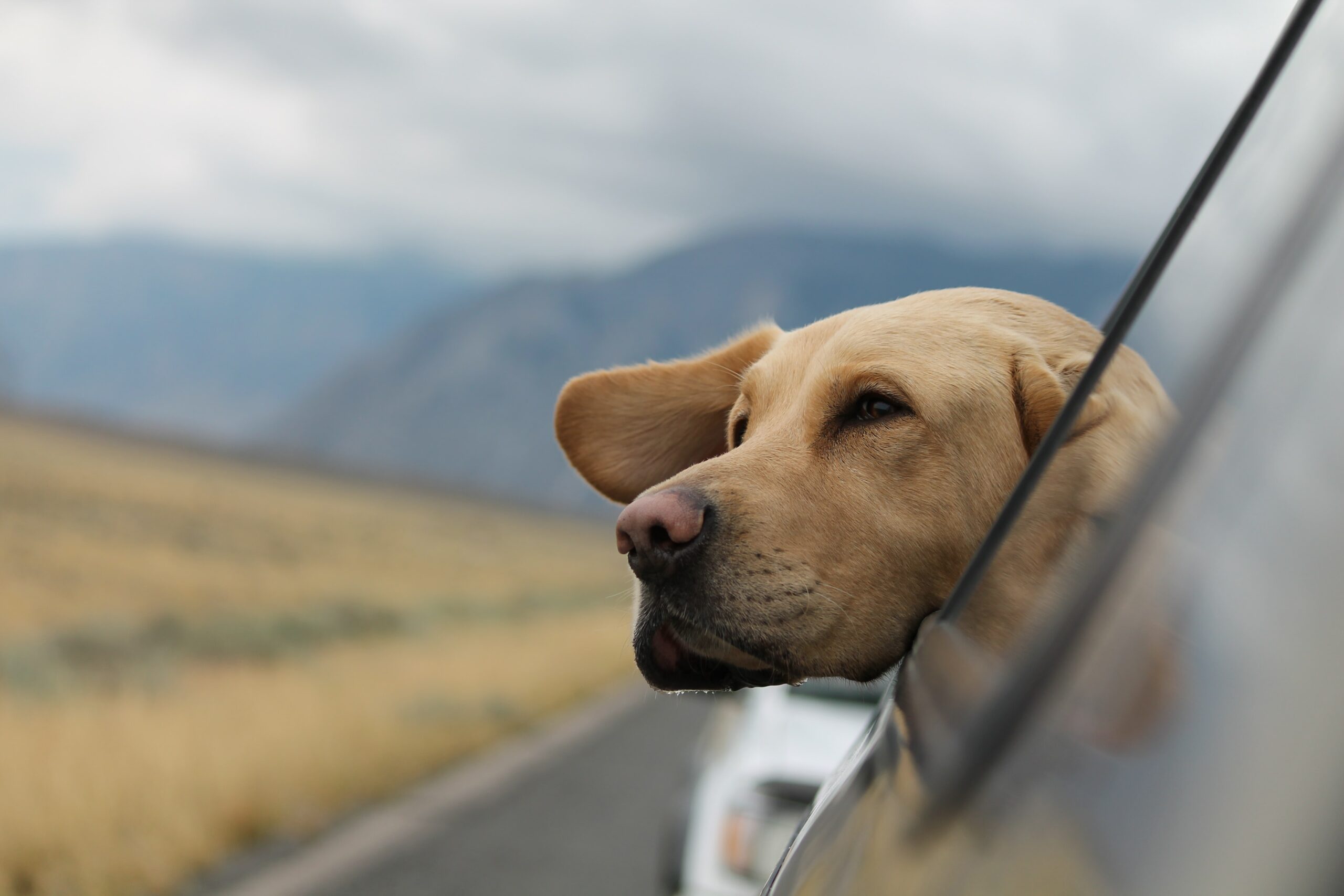 How To Prepare for a Safe Road Trip With Your Dogs