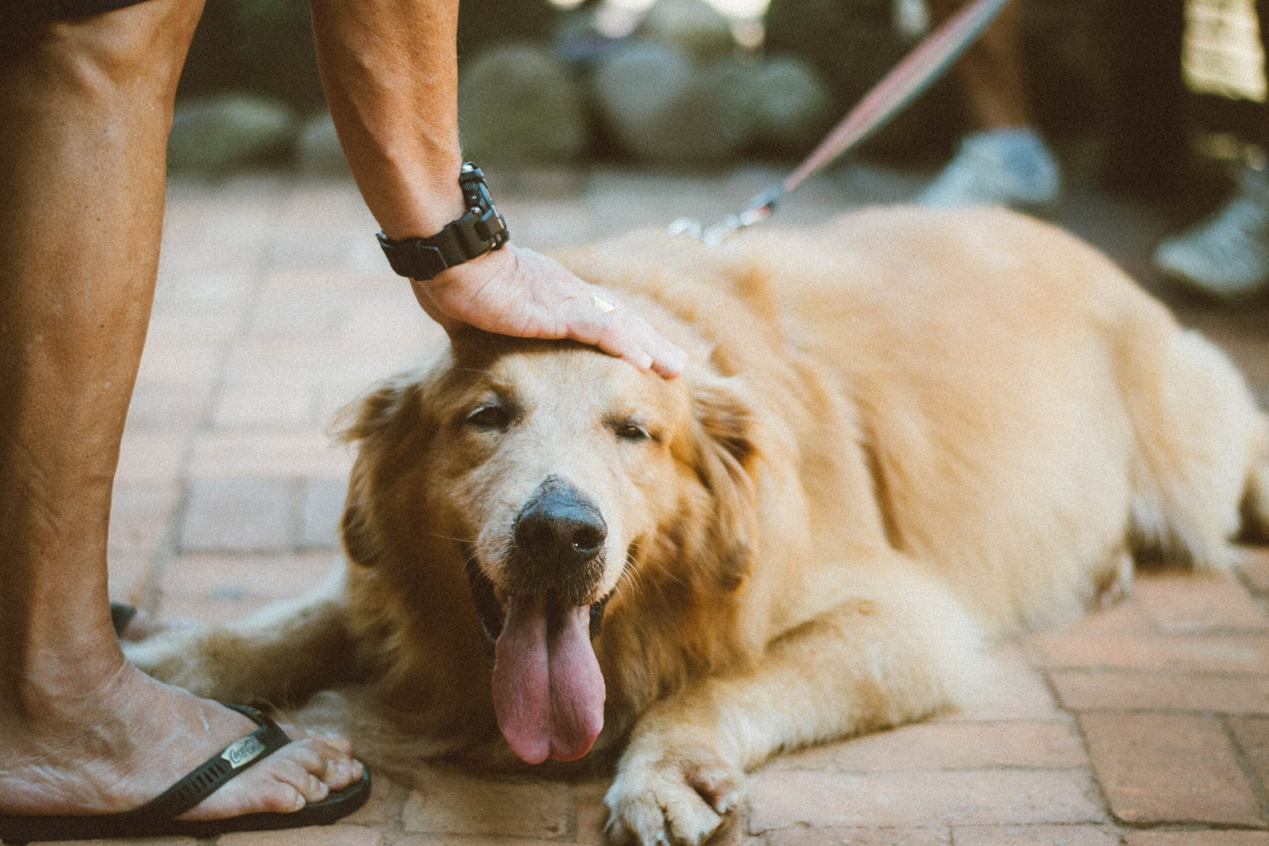 6 Tips to Keep Your Dog Happy and Healthy for Years to Come