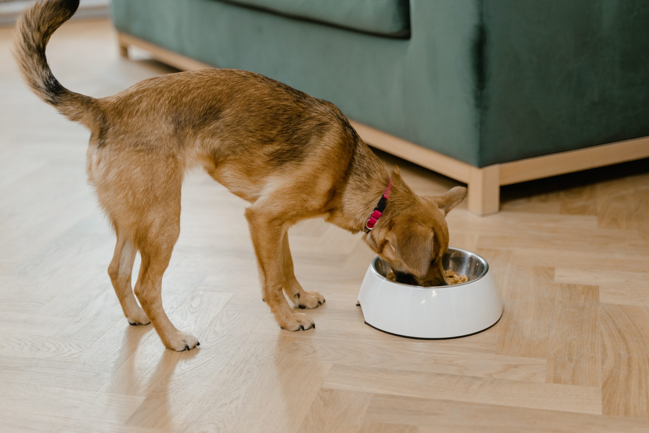 How to Choose the Best Dog Food for Your Allergic Dog